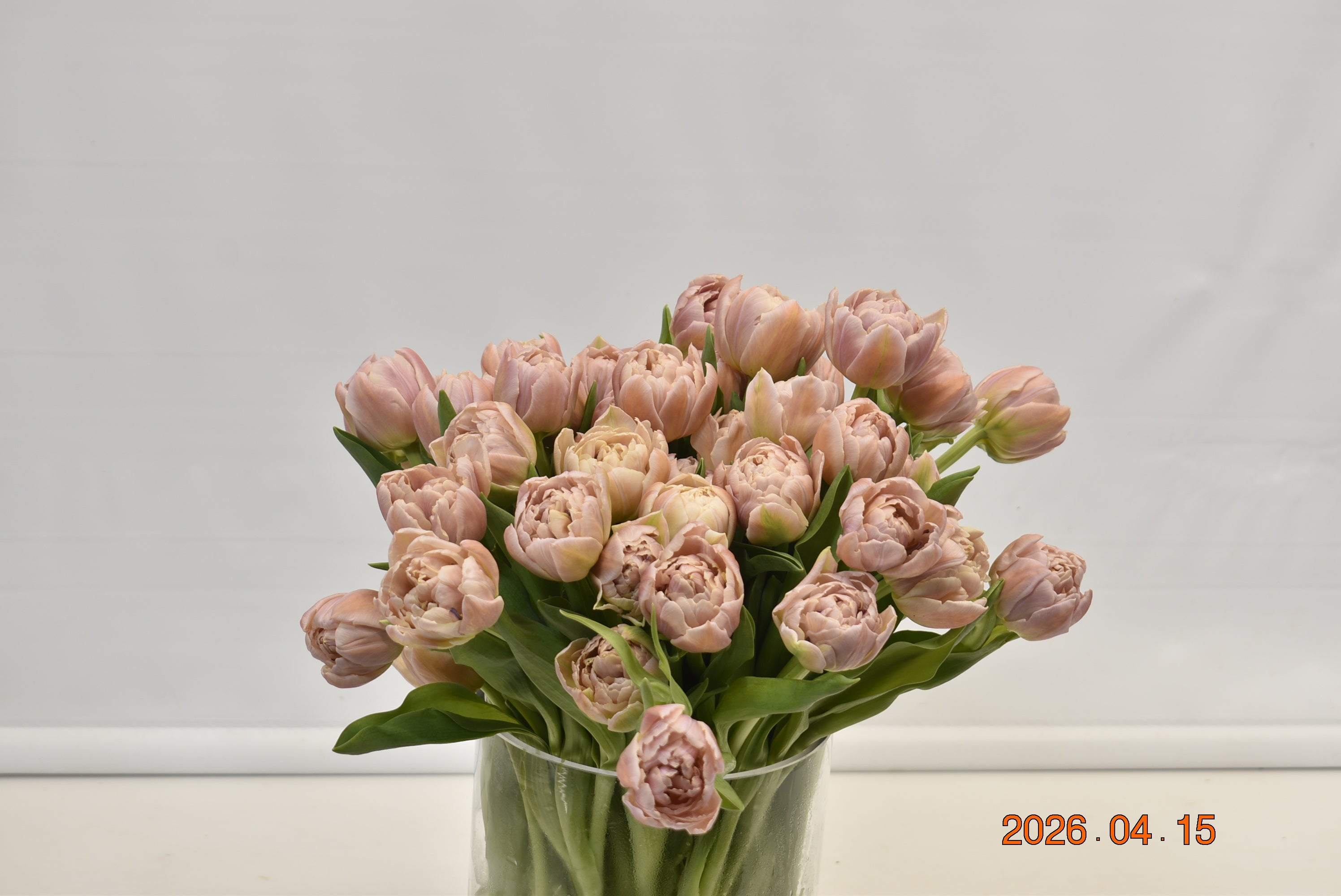 Tulip Double Daphne Small