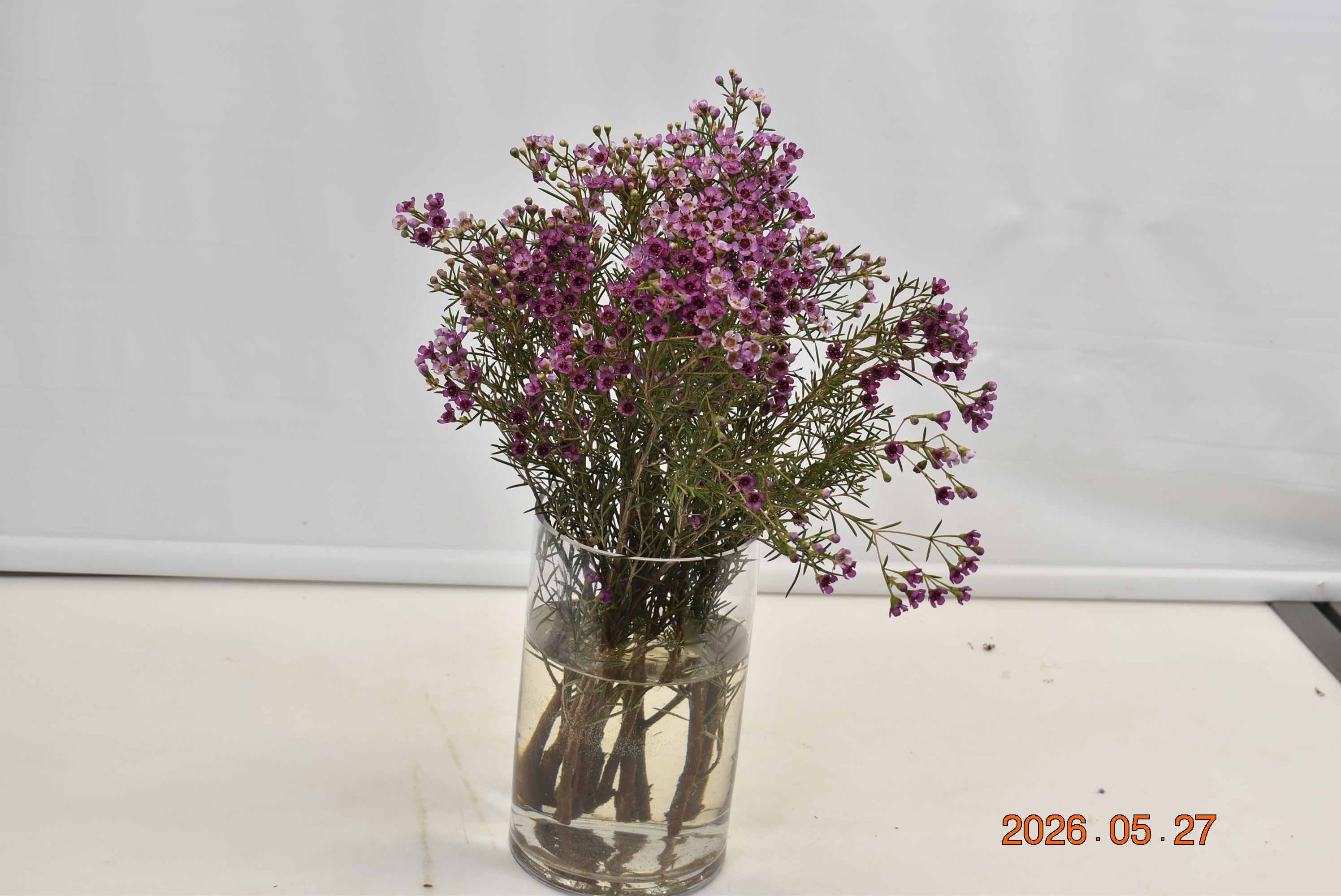 WAXFLOWER PURPLE 500g Small