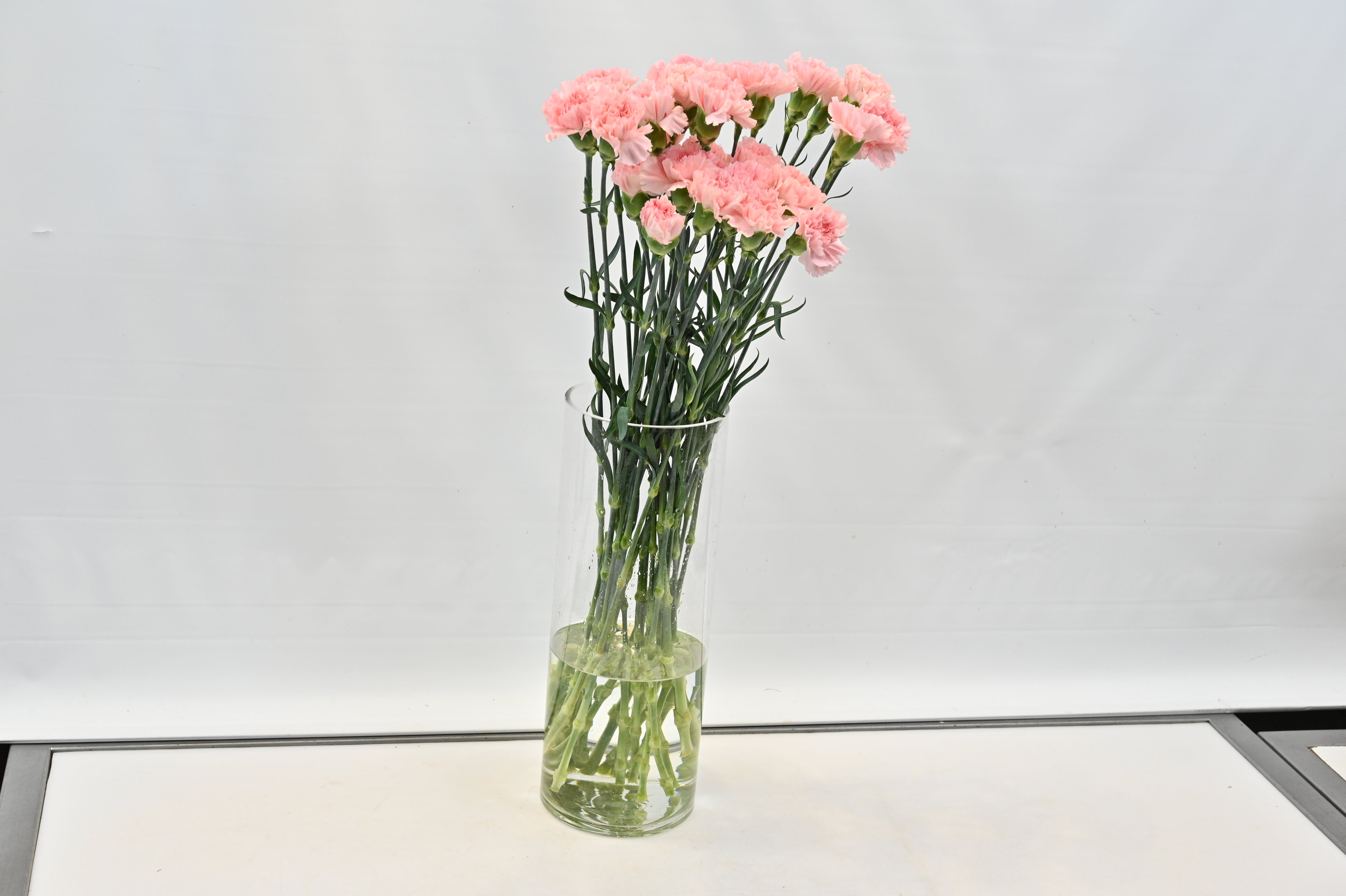 CARNATION PINK Small