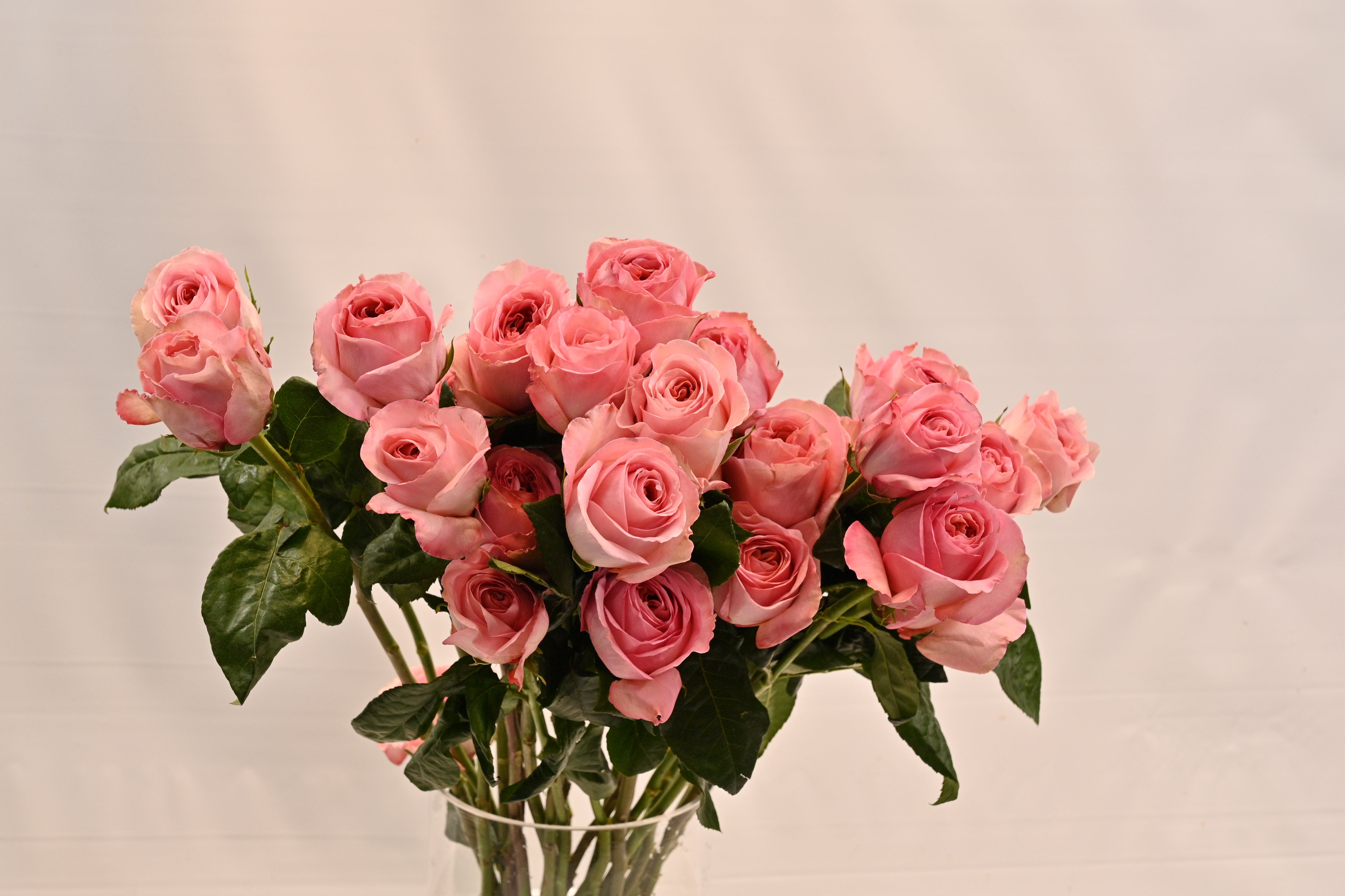 Pink Xpression Small