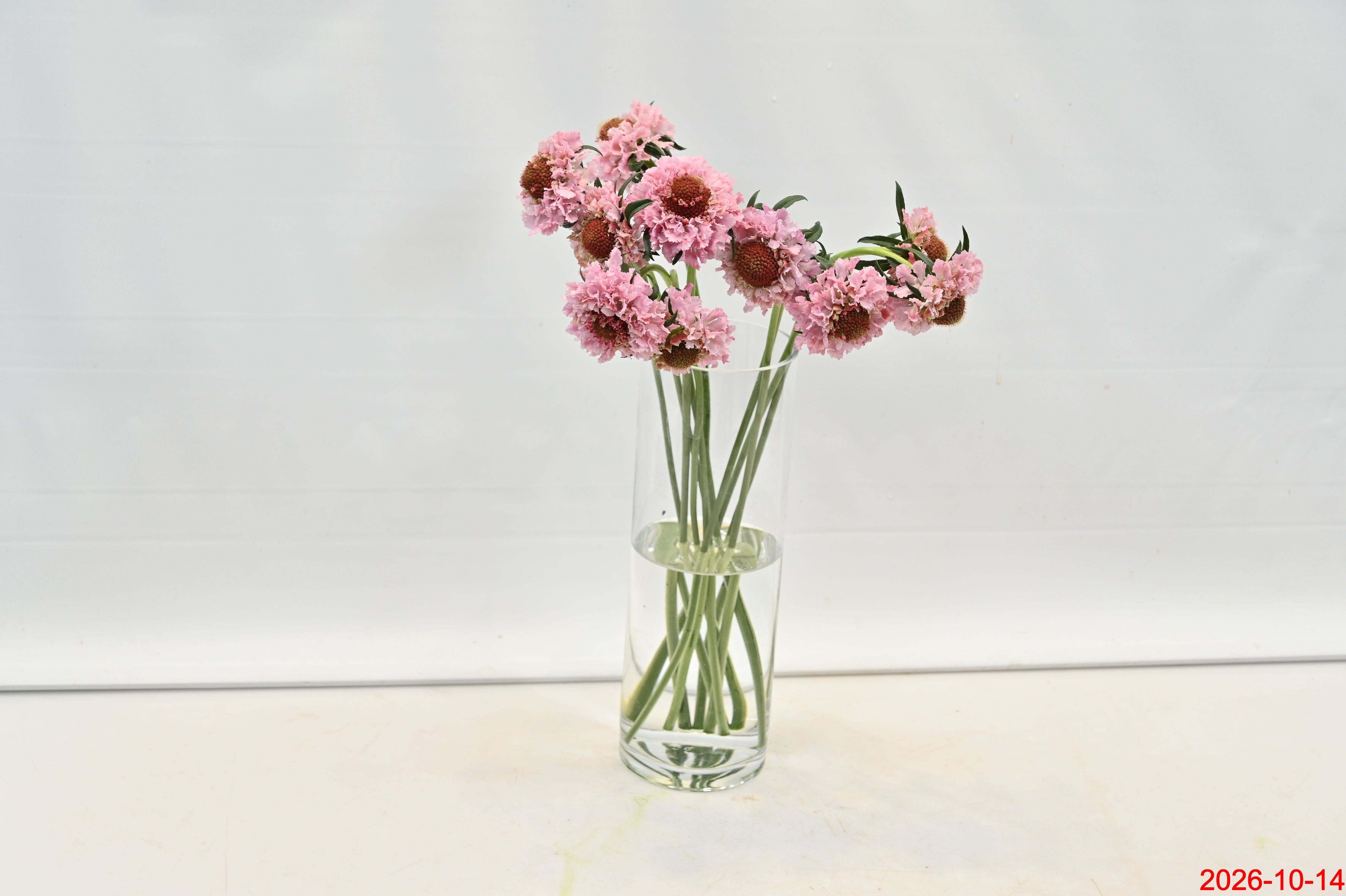 Scabiosa Popsicle Scoop Small