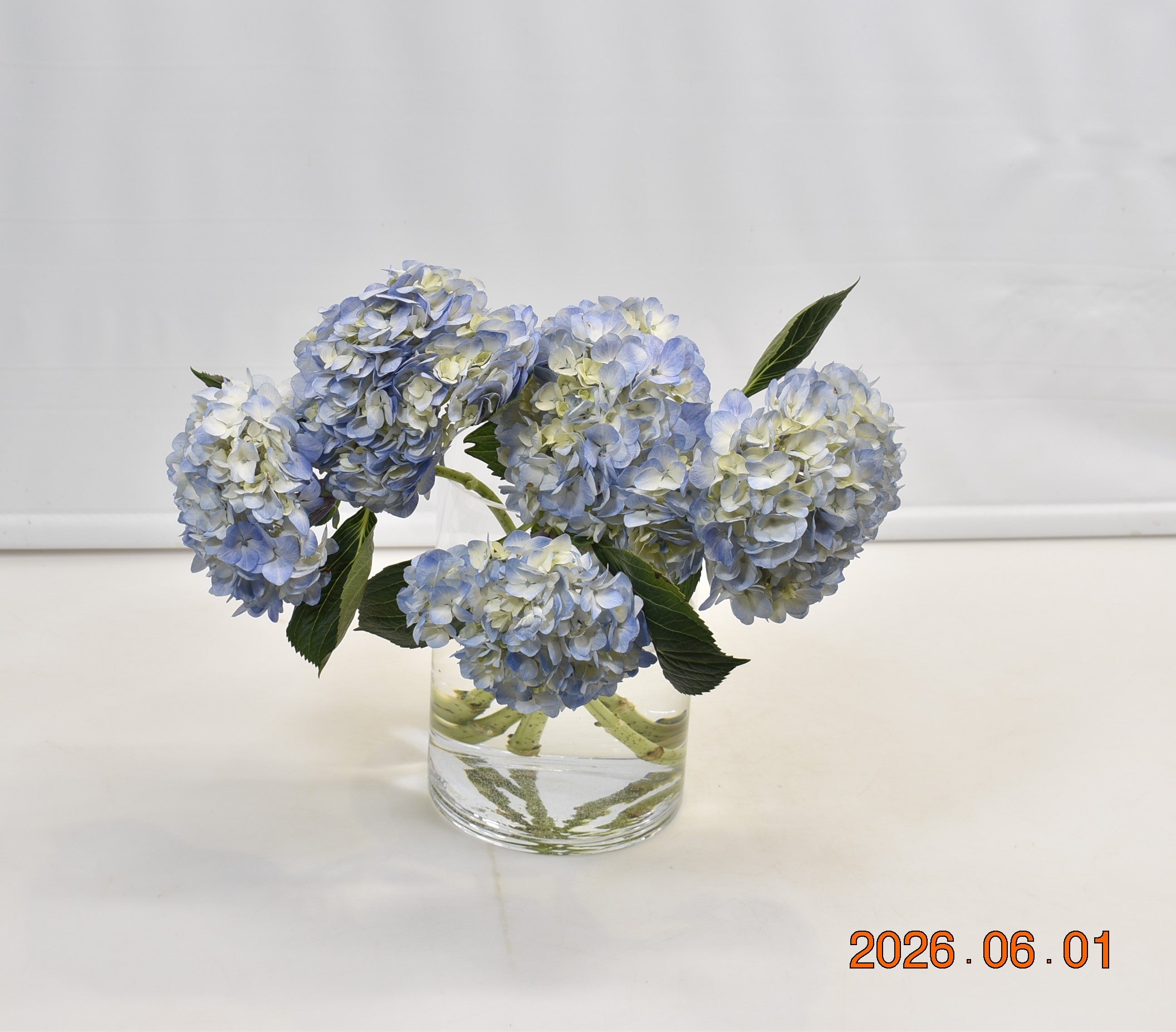 HYDRANGEA S. A. BLUE WHITE Small