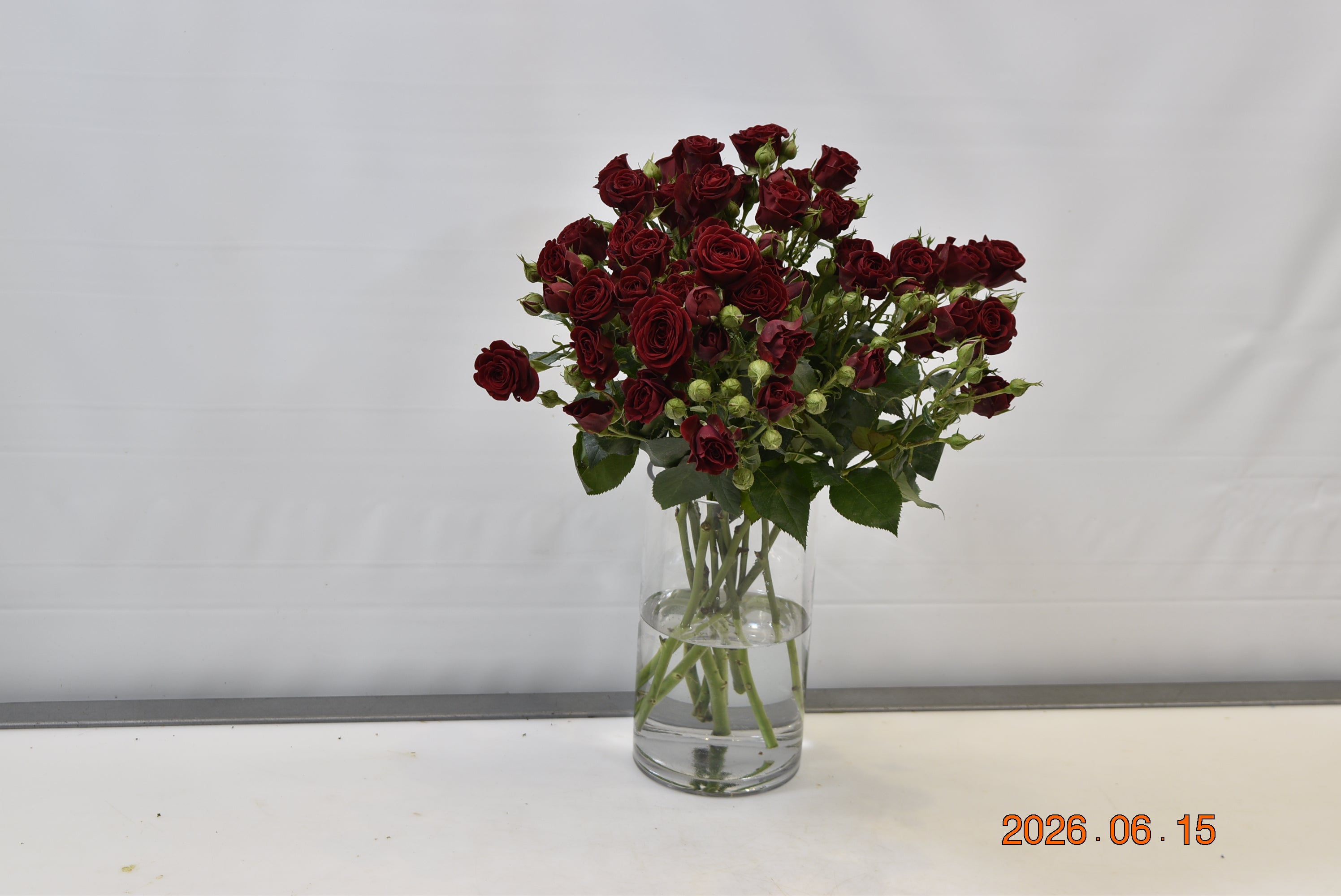 Rose Spray Verona Small