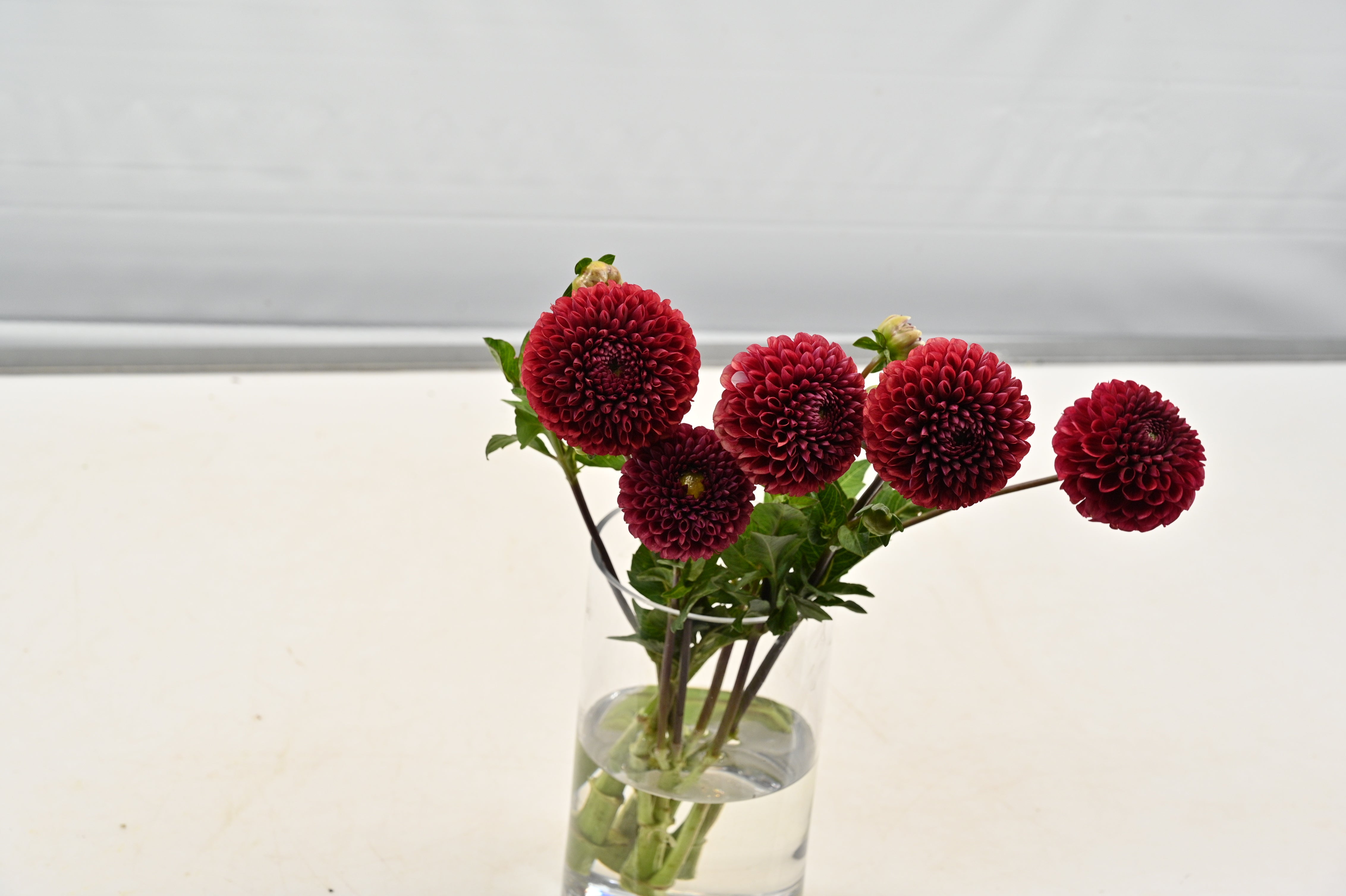 Dahlia Copper Boy Small