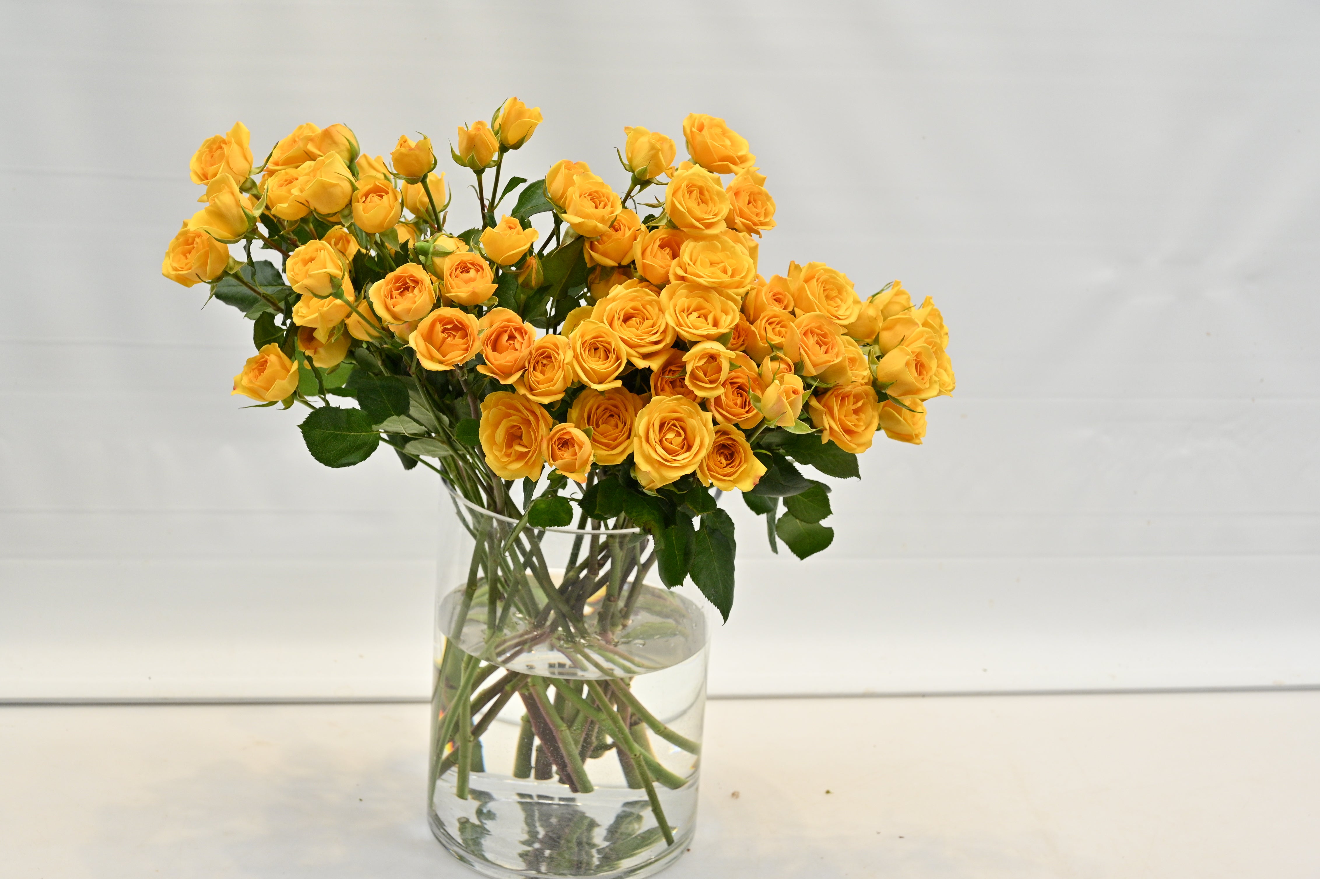 ROSE SPRAY YELLOW BABE Small
