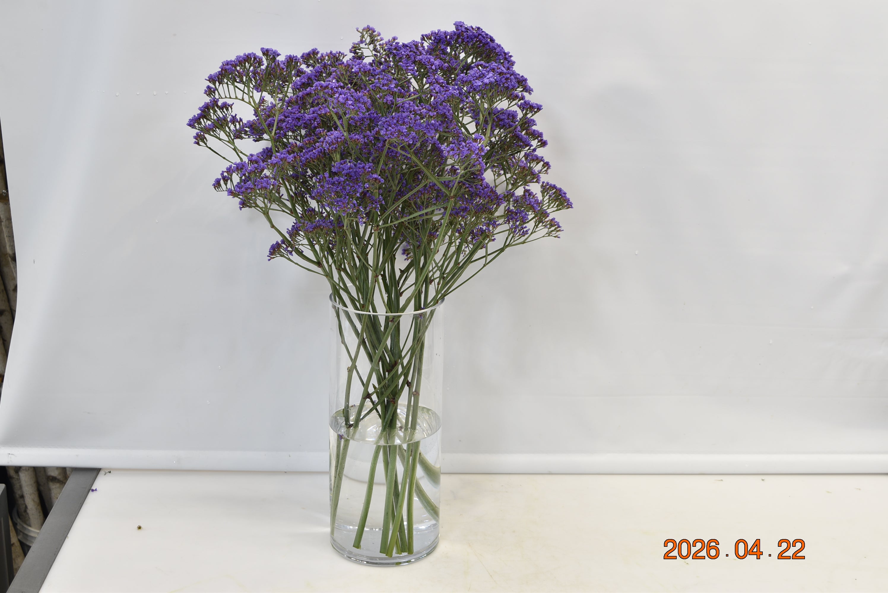 Statice Echante 500g Small