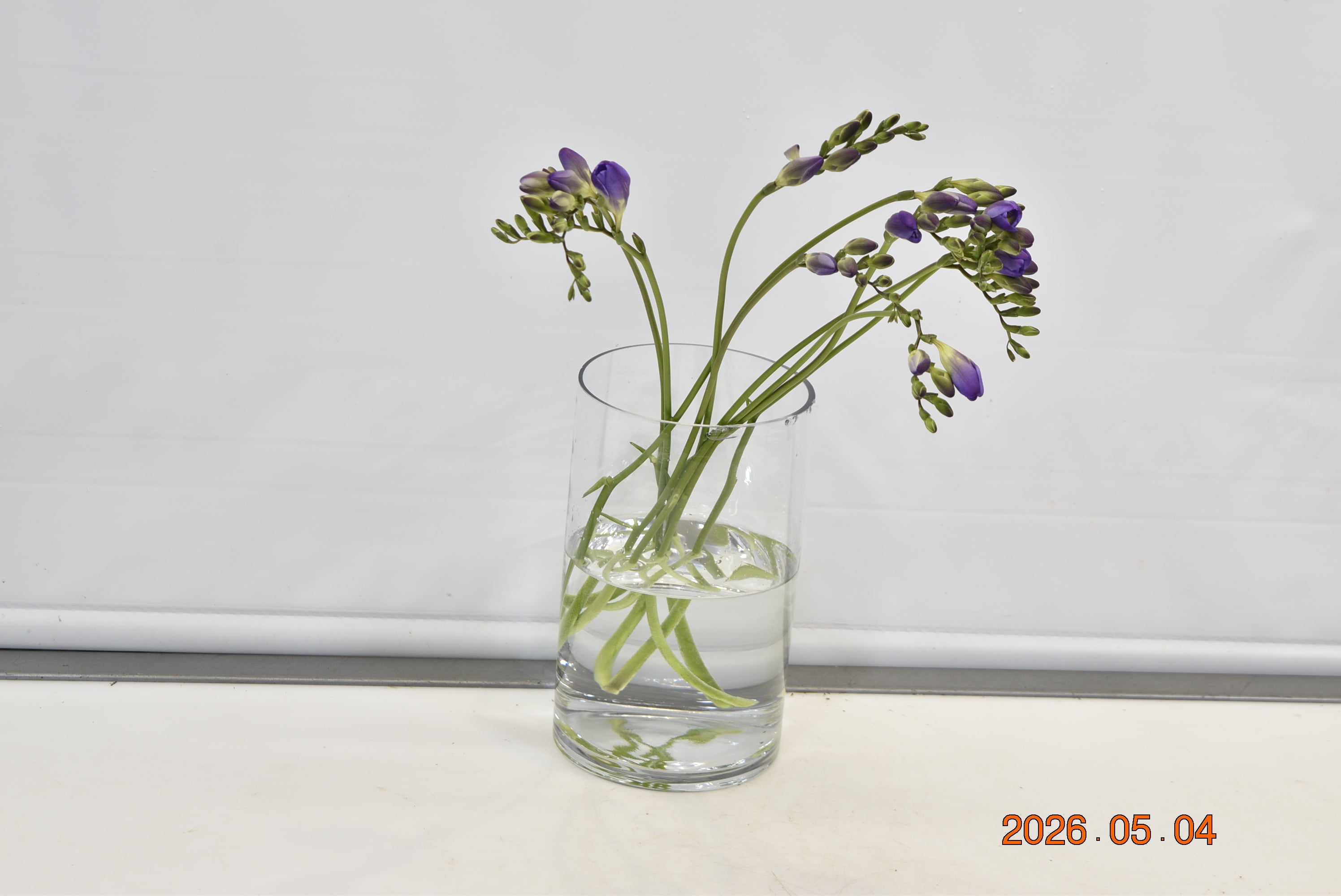 FREESIA PURPLE Small
