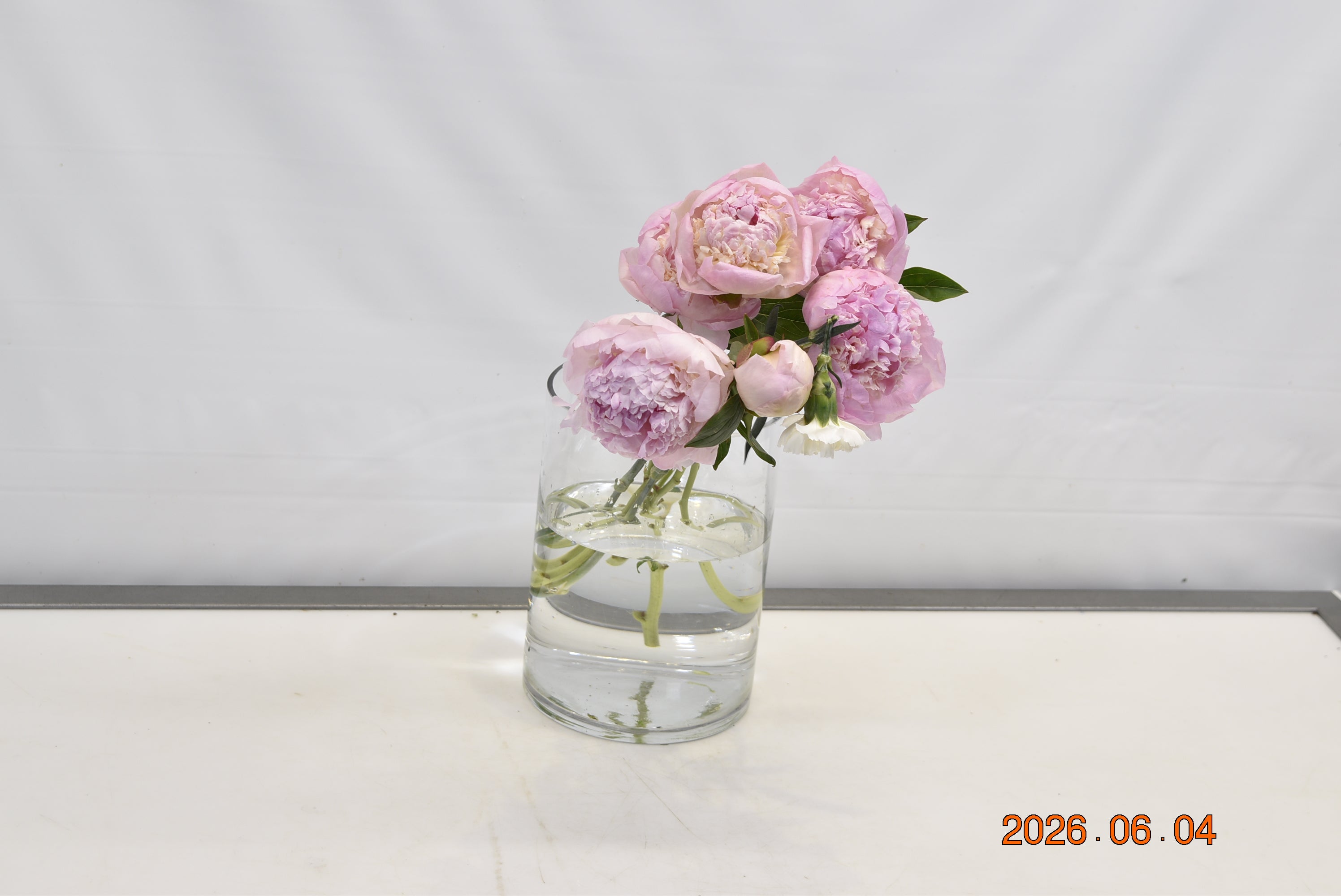 Peony Angel Cheeks Small