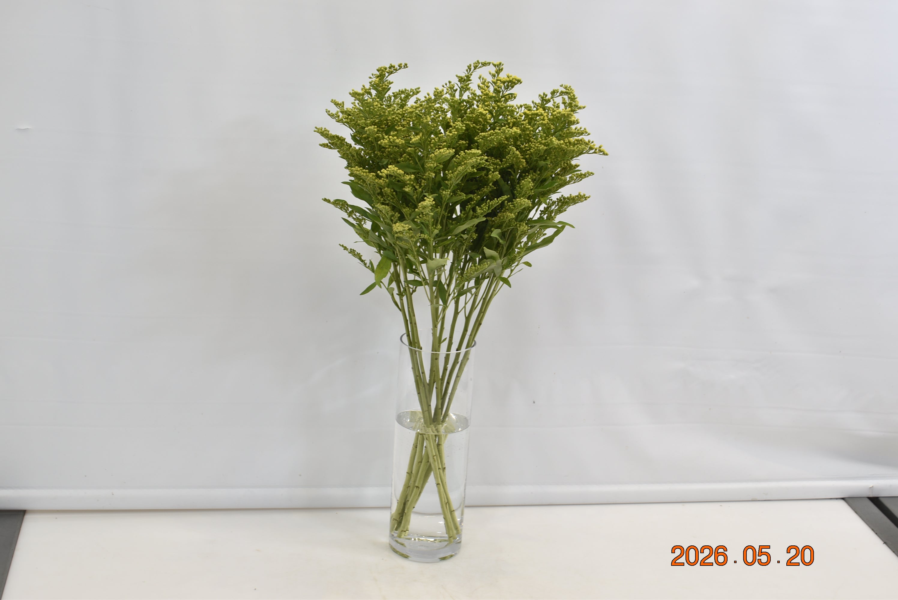 SOLIDAGO Small