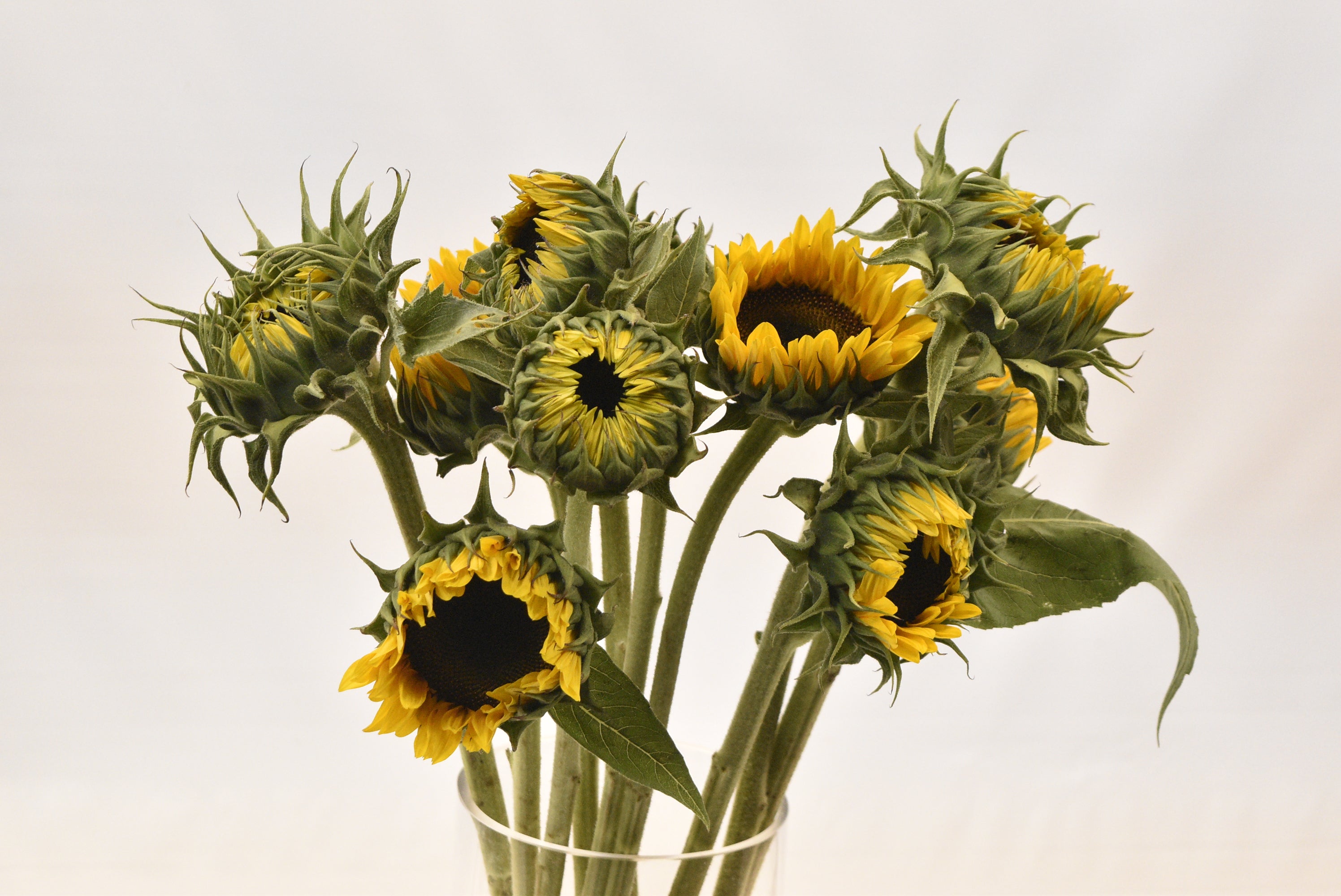 SUNFLOWER ASSORTED Small