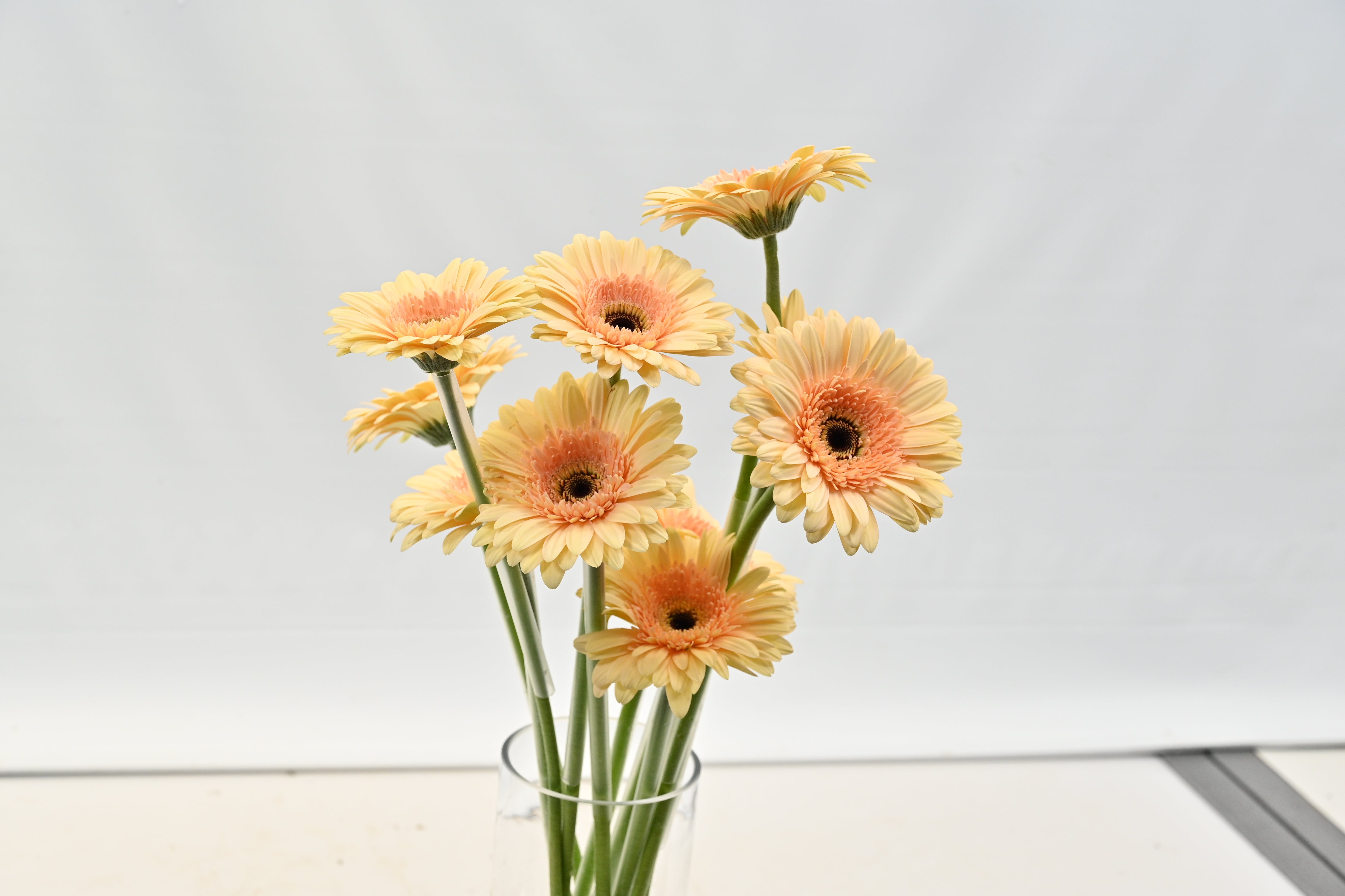 Gerbera Cafe Del Mar Small