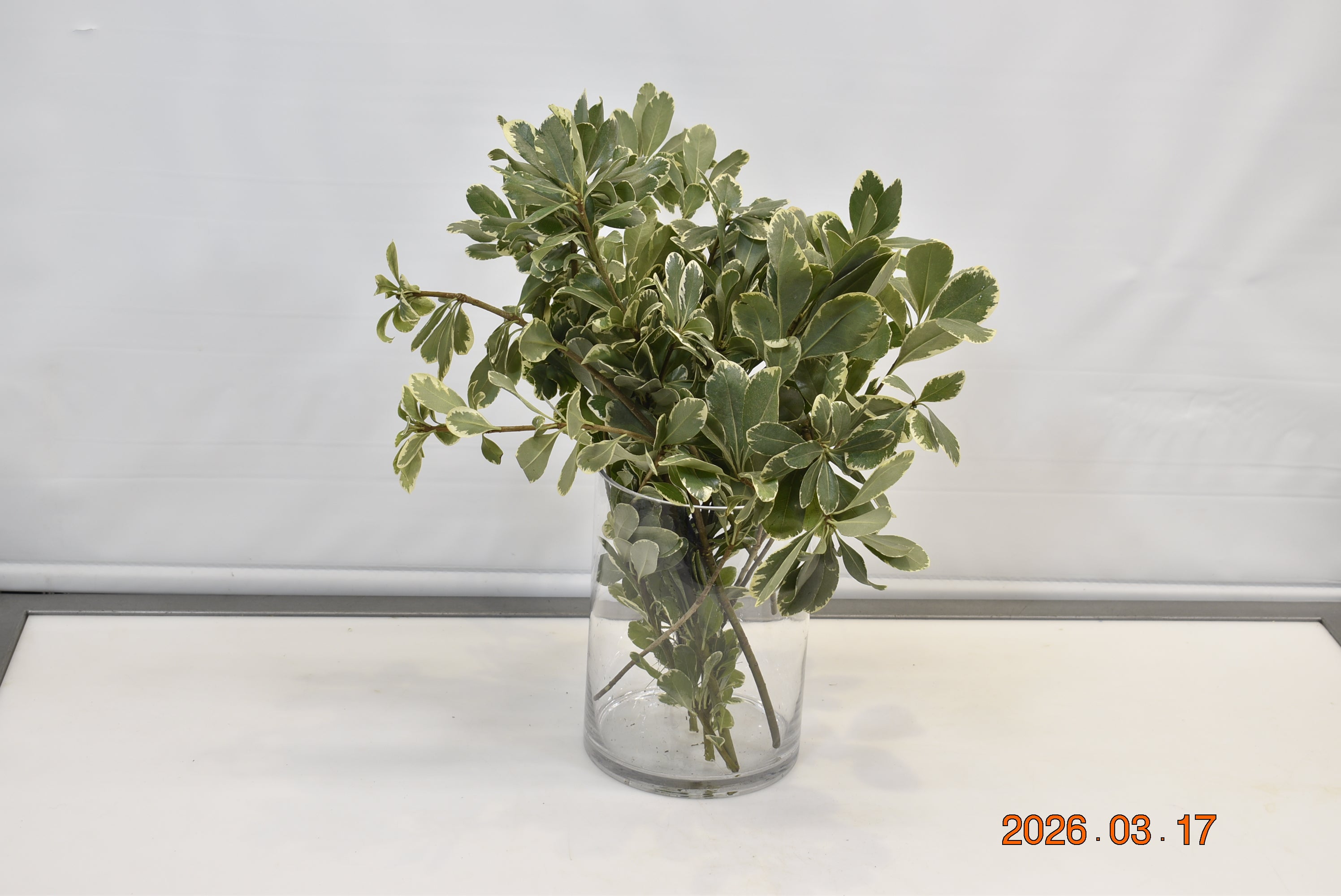 PITTOSPORUM VARIEGATED Small
