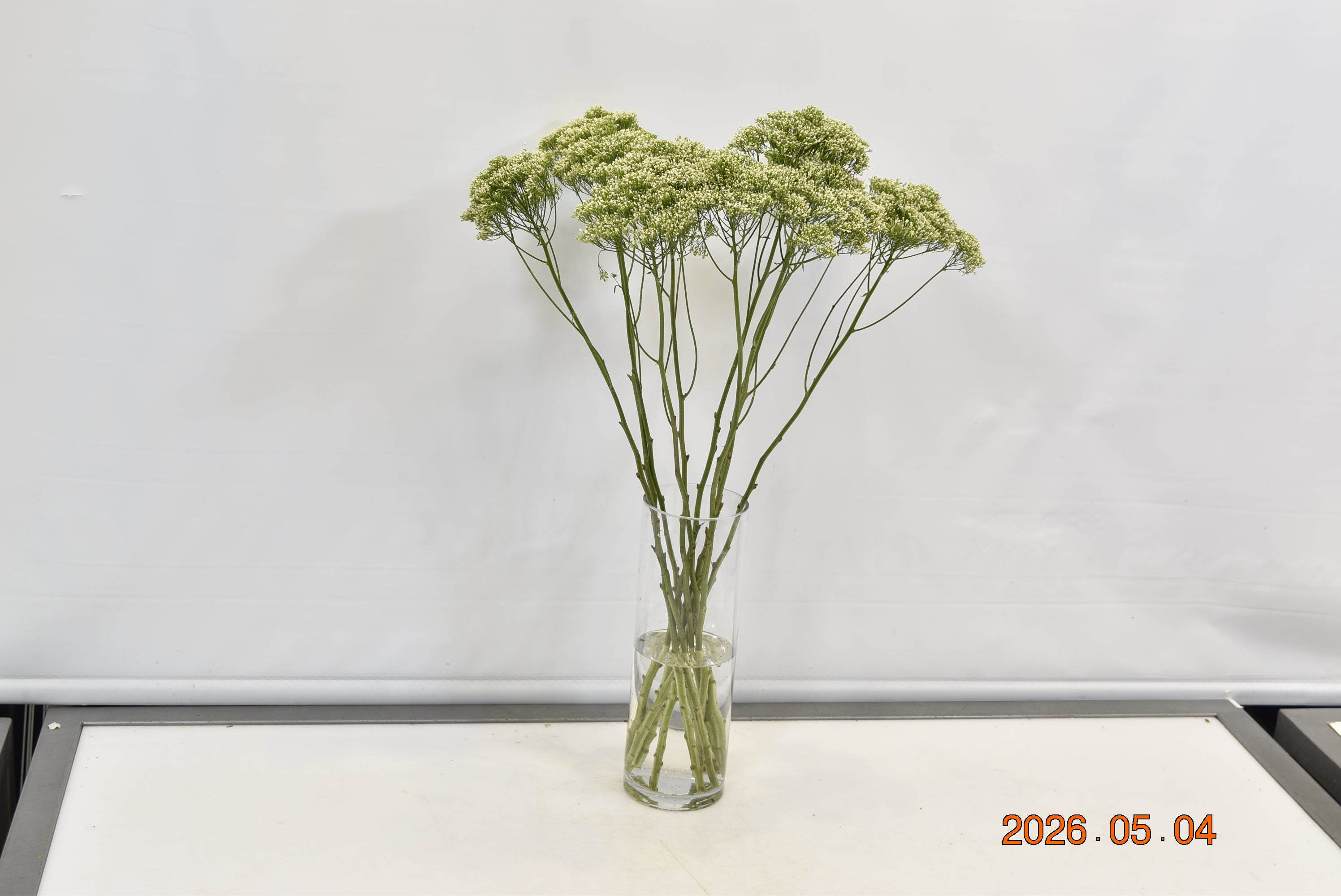 TRACHELIUM WHITE Small