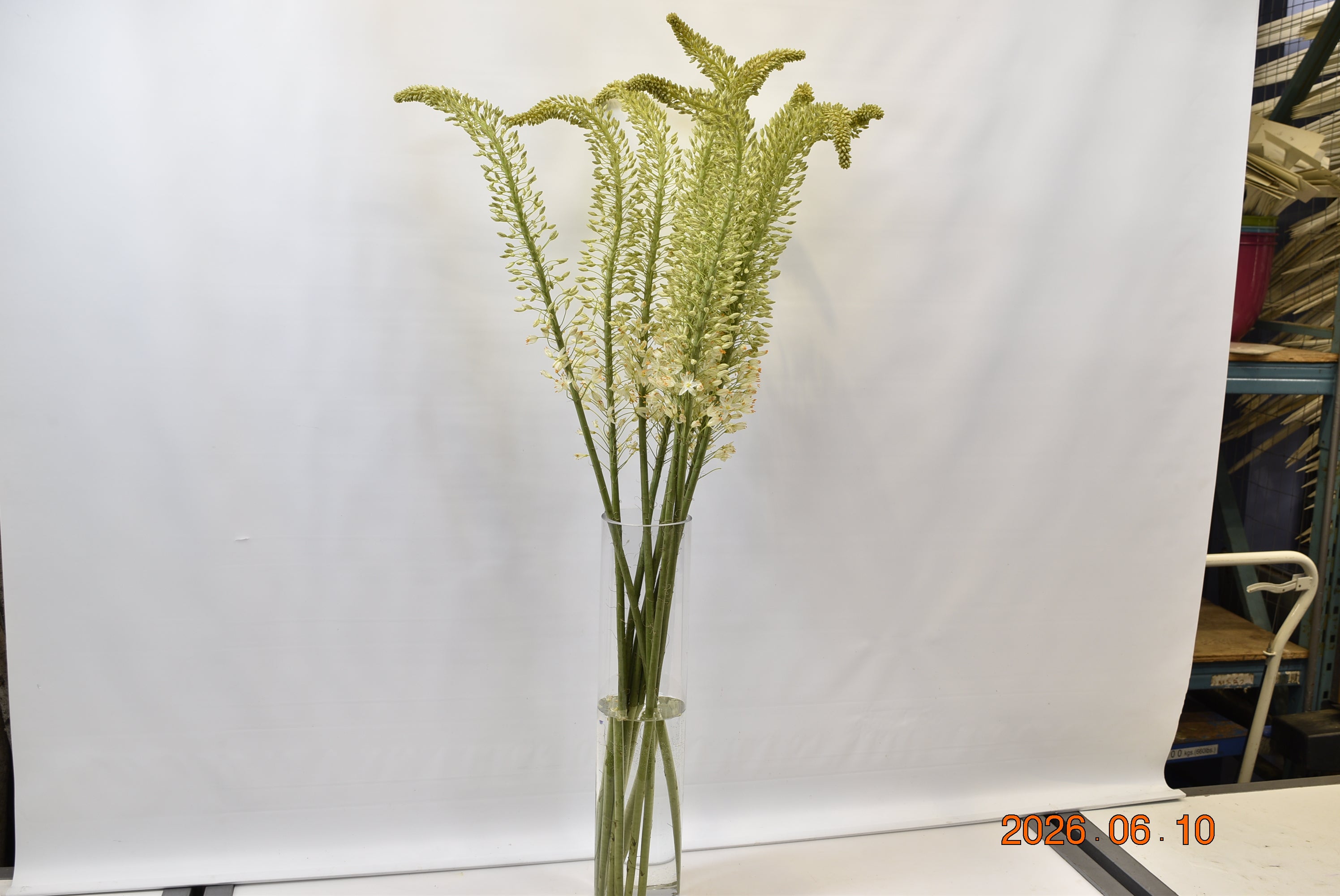 Eremurus Obelisk Small
