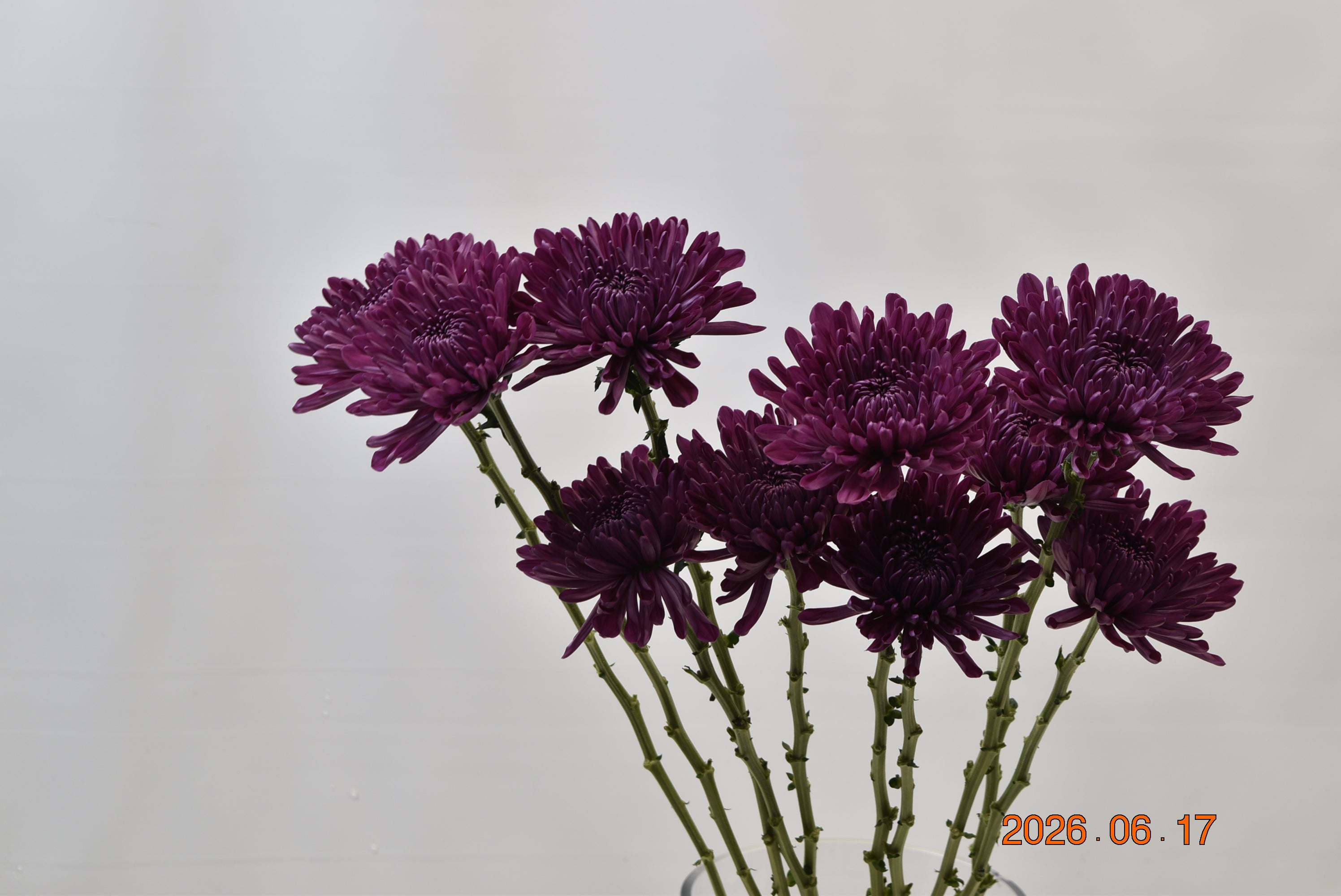 CREMONE PURPLE ANDREA Small