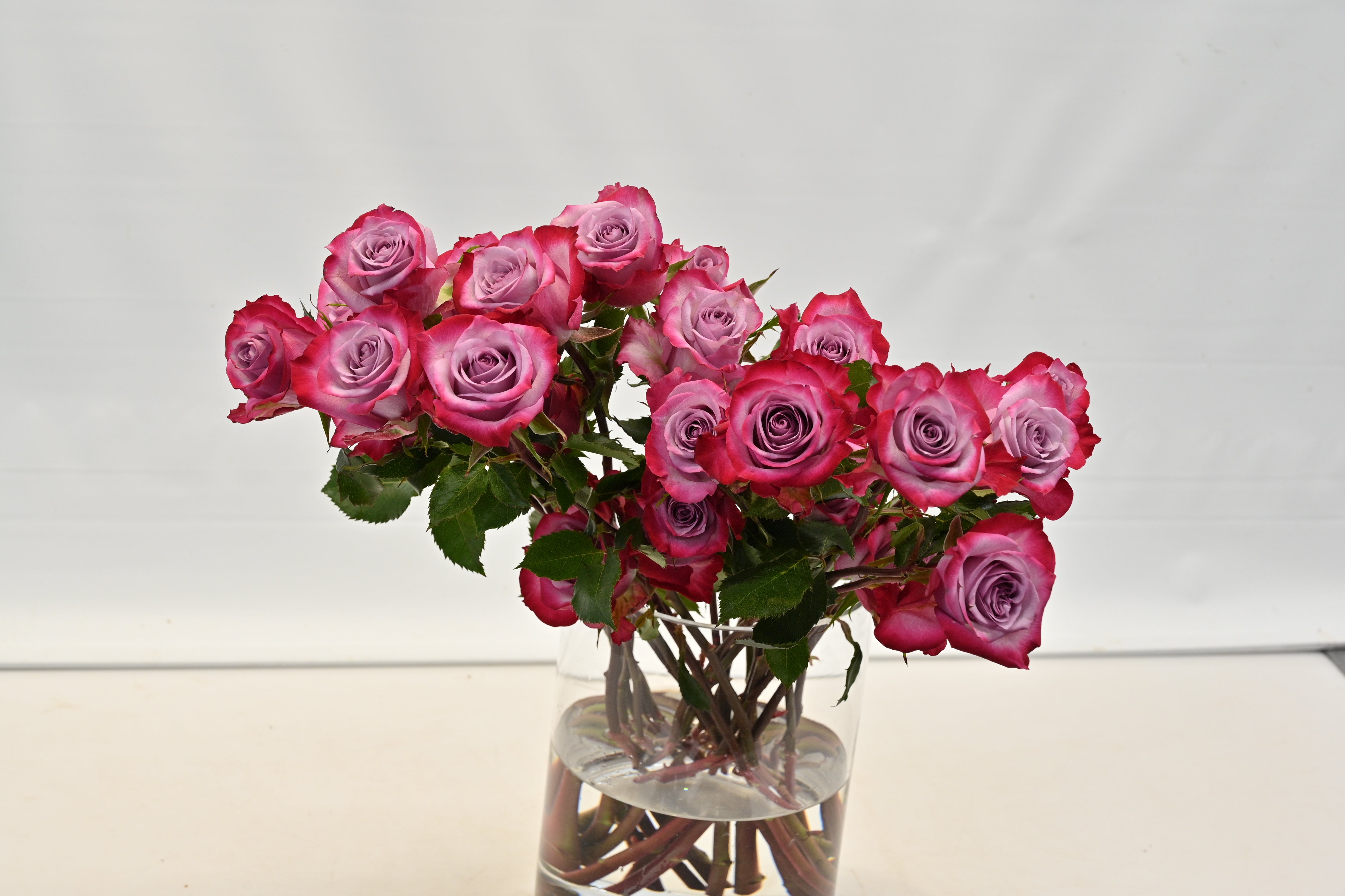 ROSE DEEP PURPLE Small