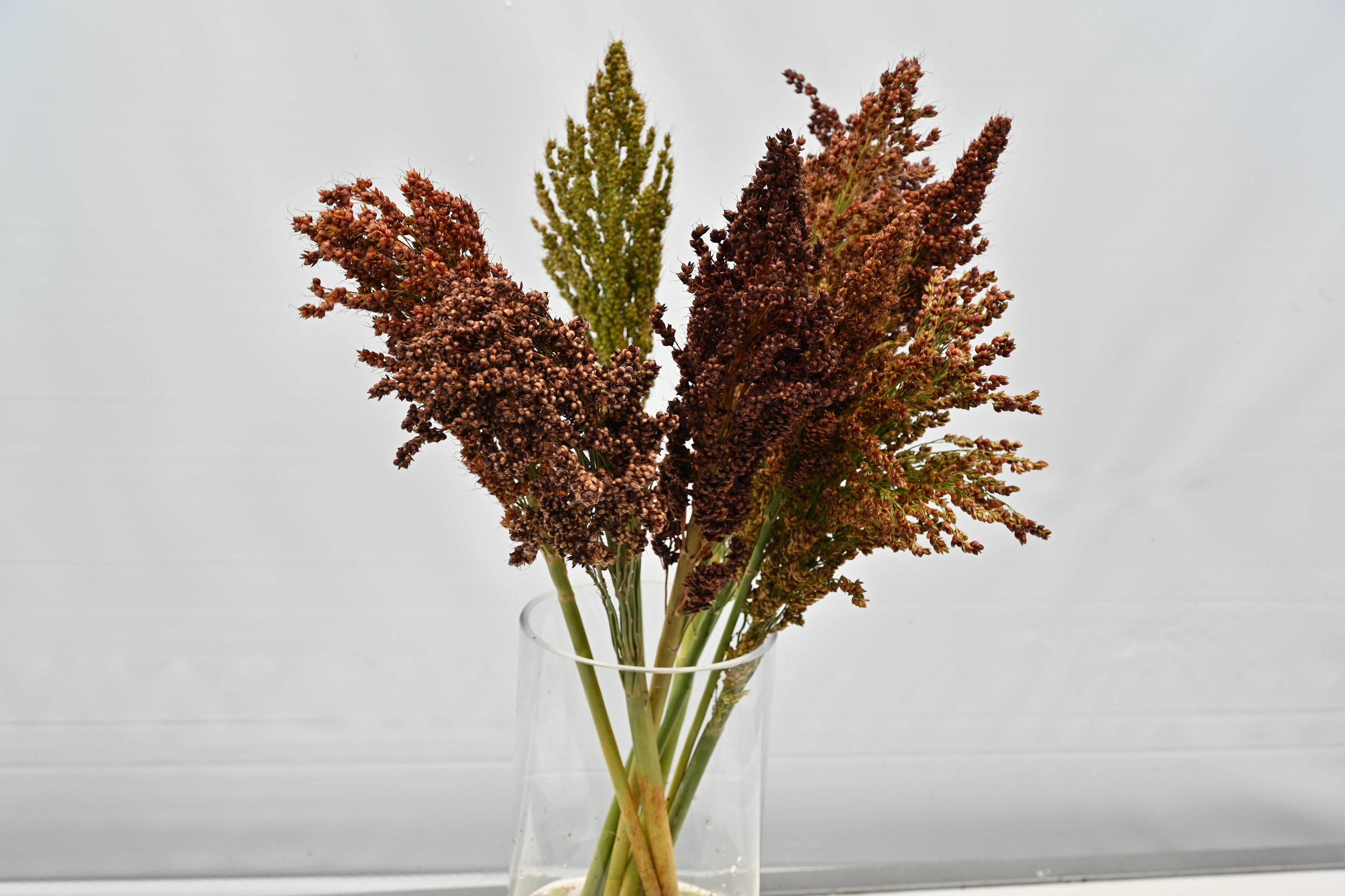 BROOMCORN Small