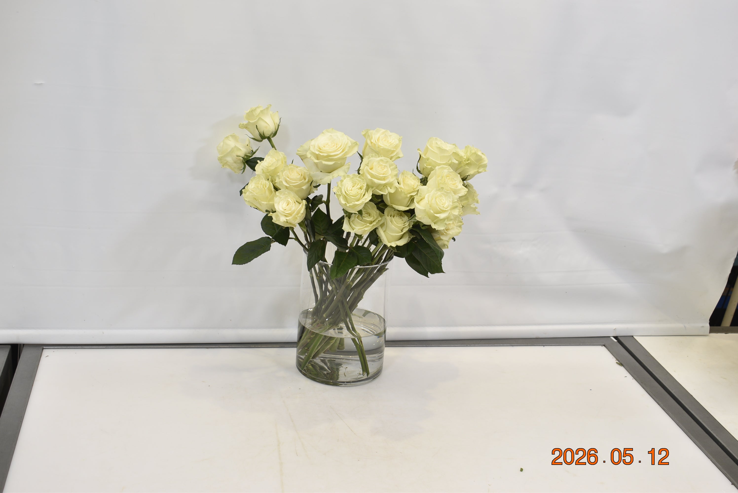ROSE MONDIAL Small