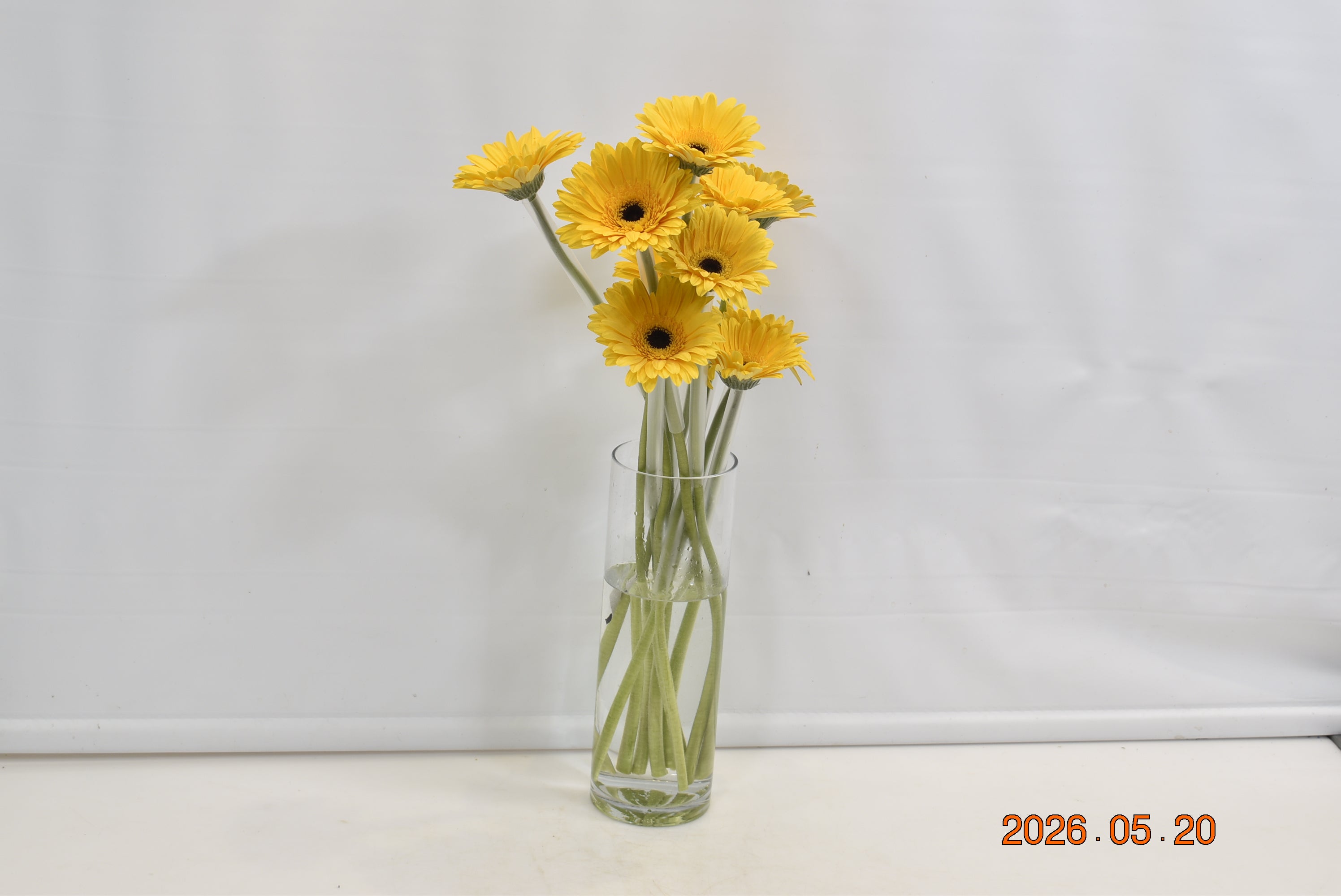 GERBERA MALONE Small