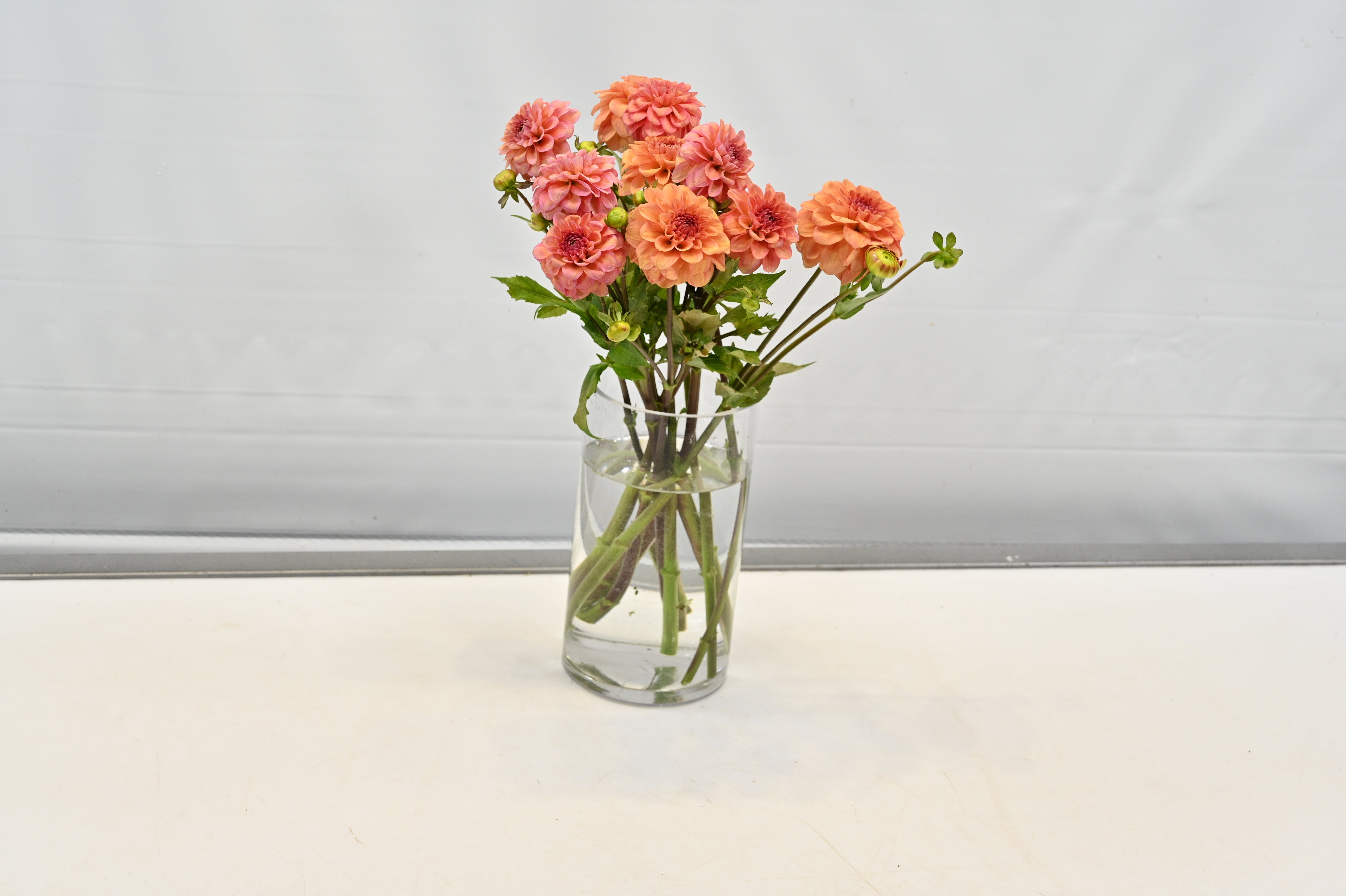 Dahlia Orange Small