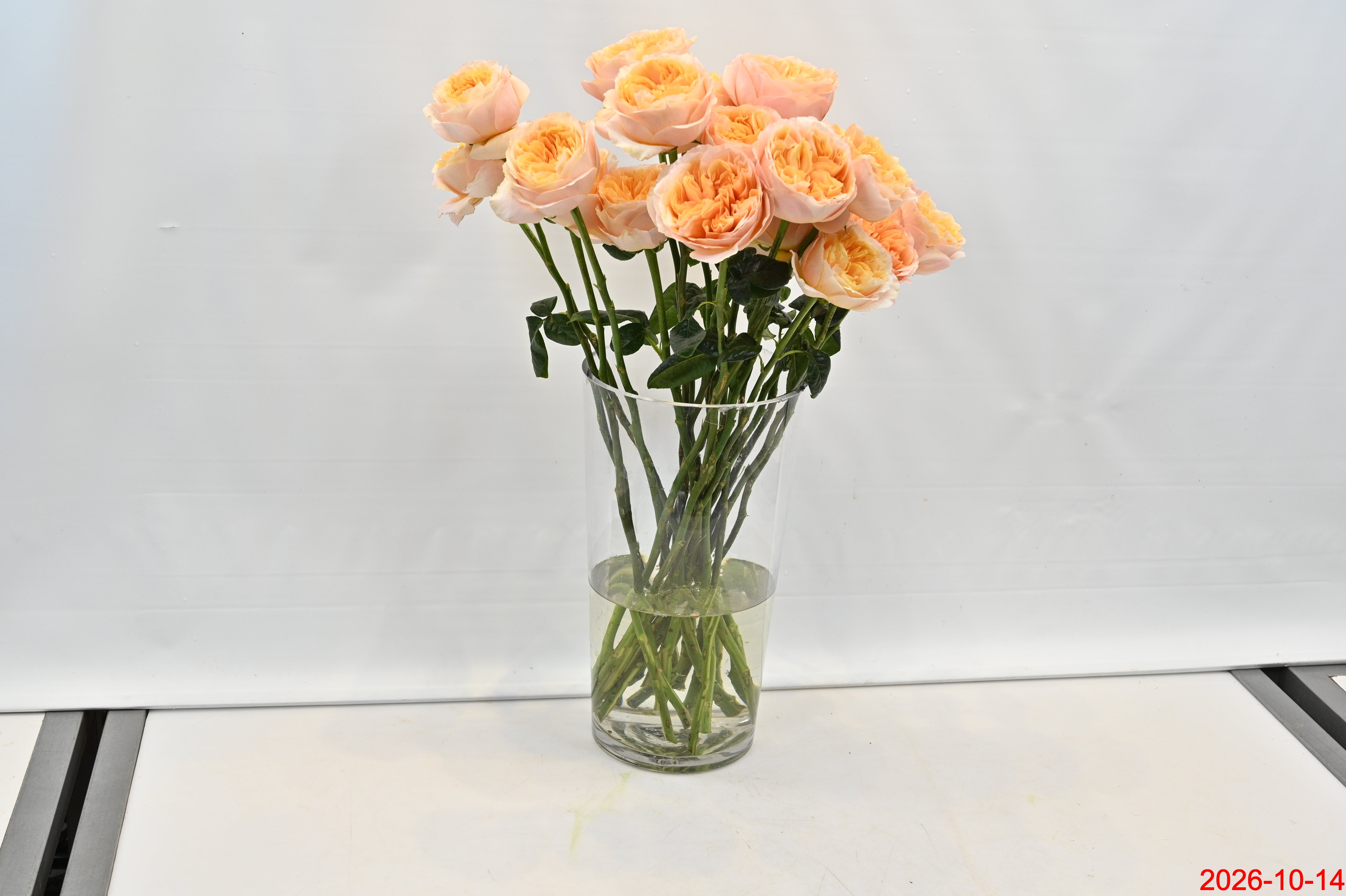 Rose Juicy Xpression Small