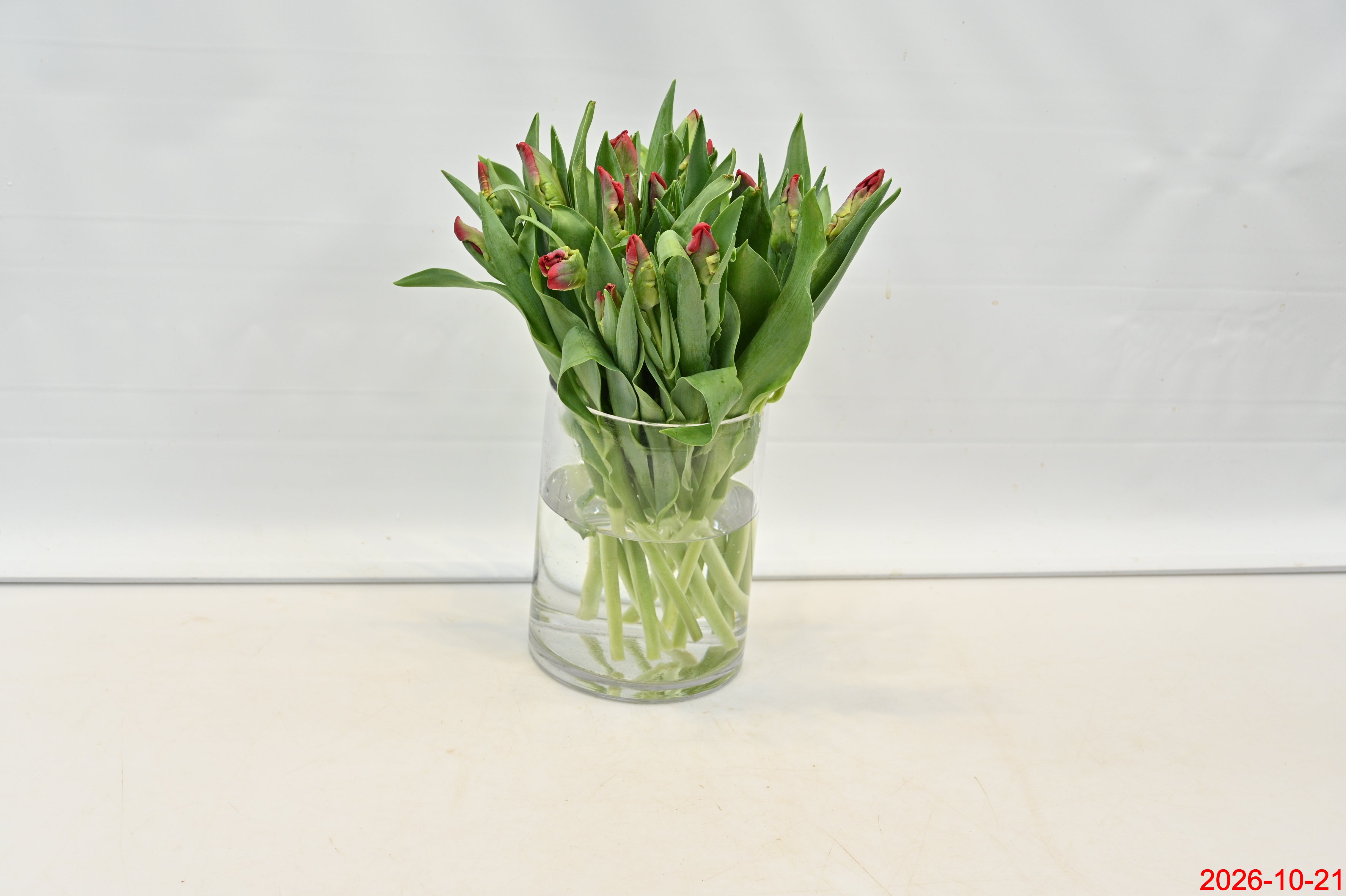 TULIP PARROT RED PARROT Small