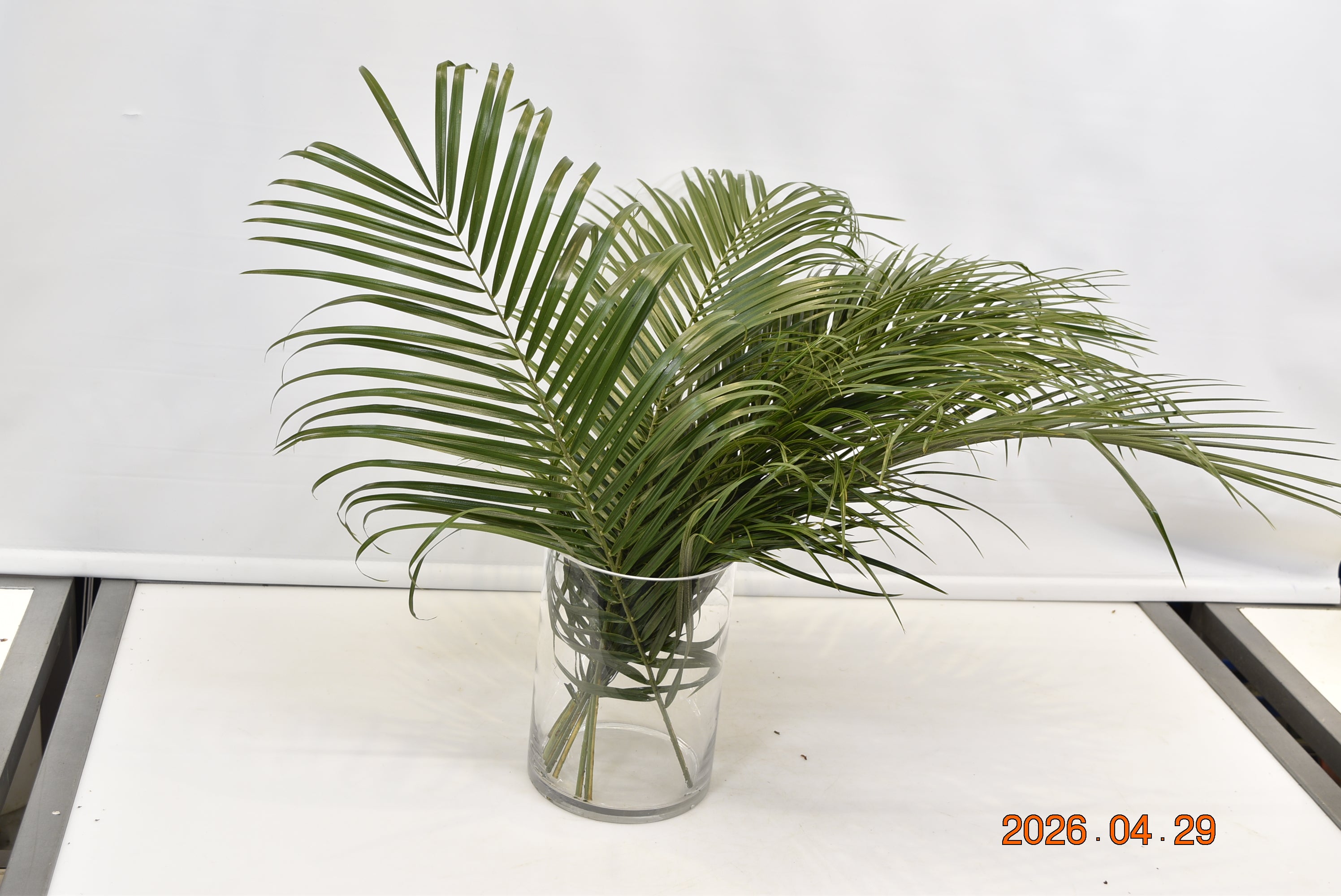 Phoenix roebelenii Small