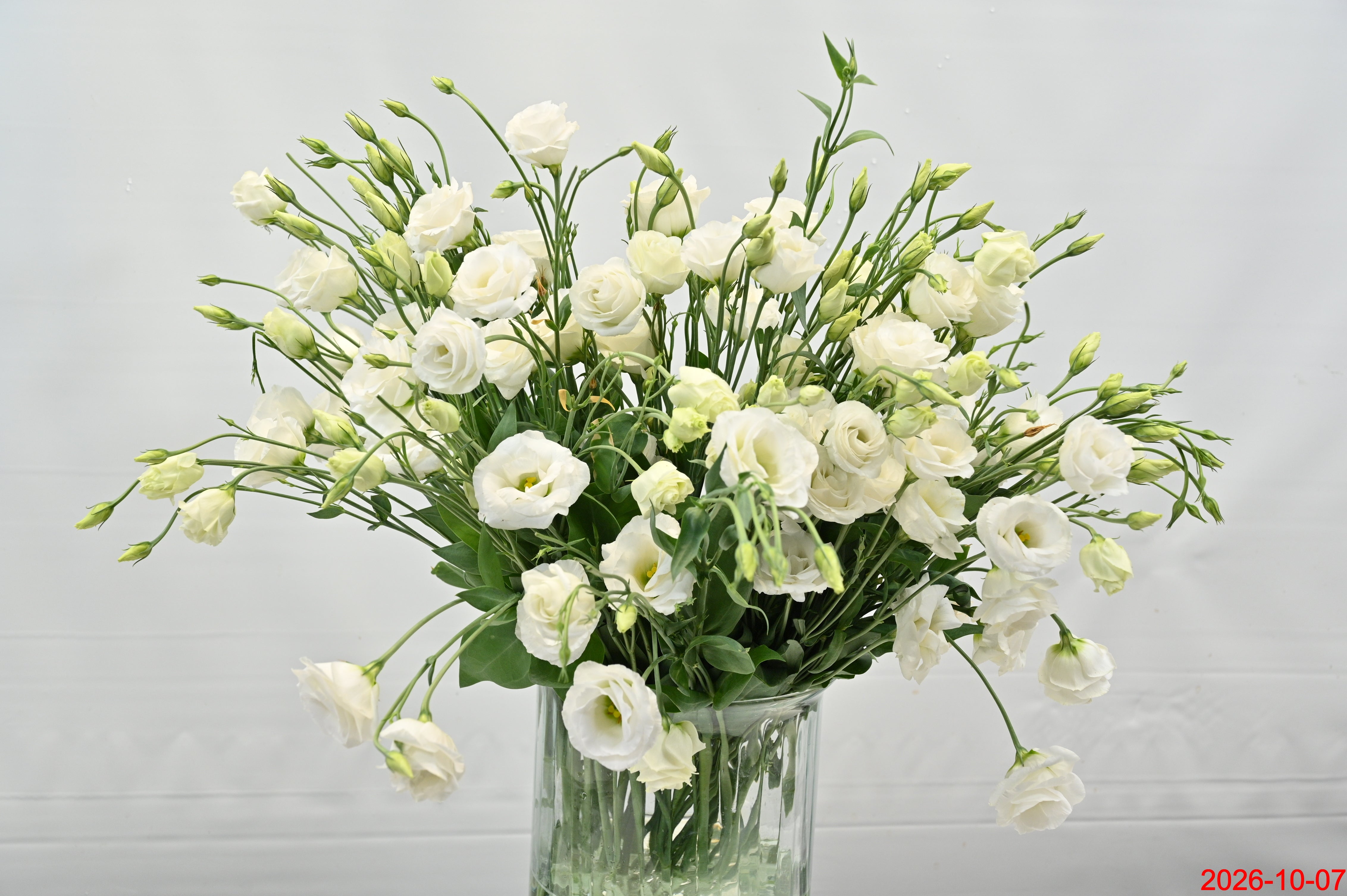 LISIANTHUS DBL WHITE Small