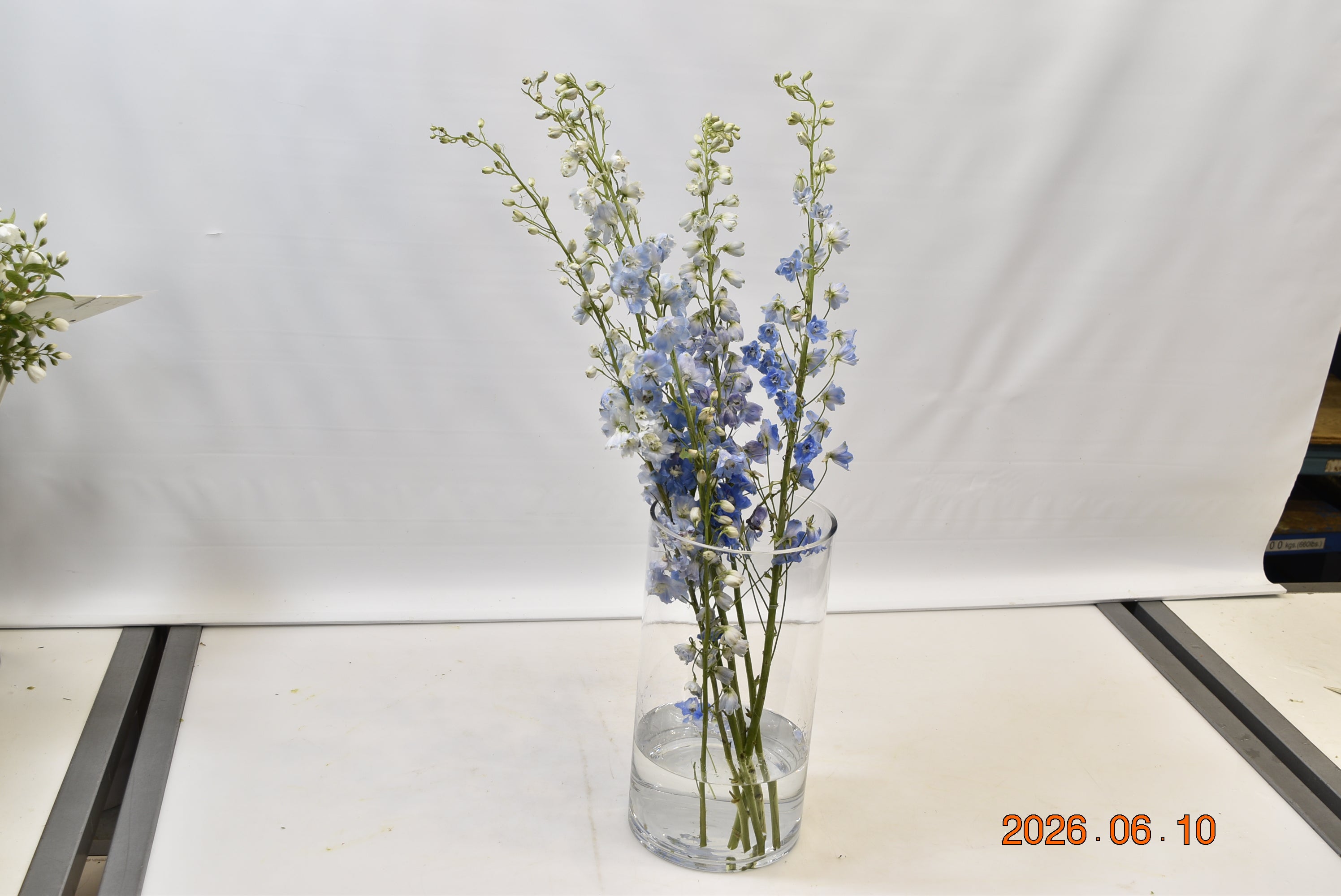 Delphinium Summer Skies Small