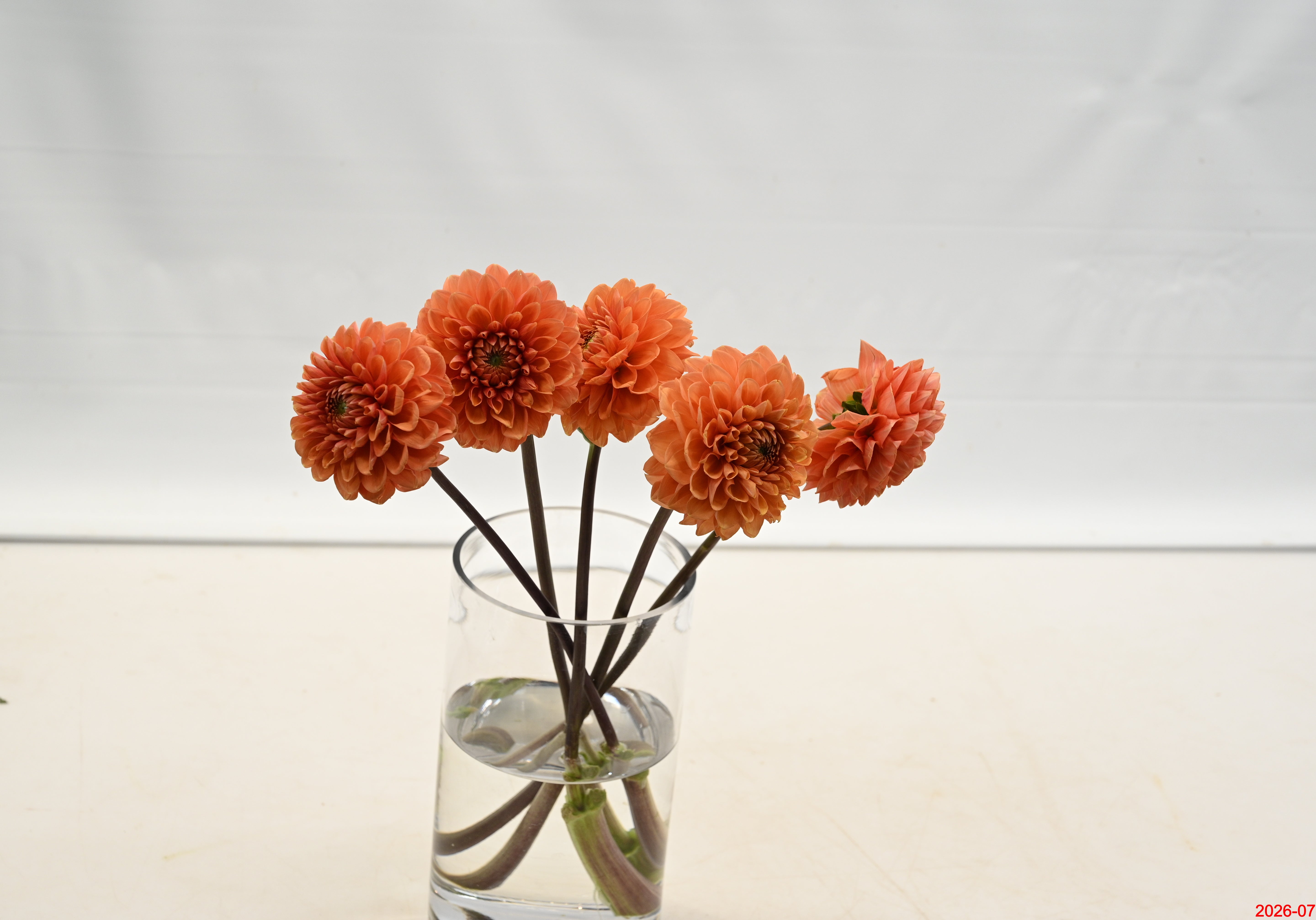 Dahlia Orange Small
