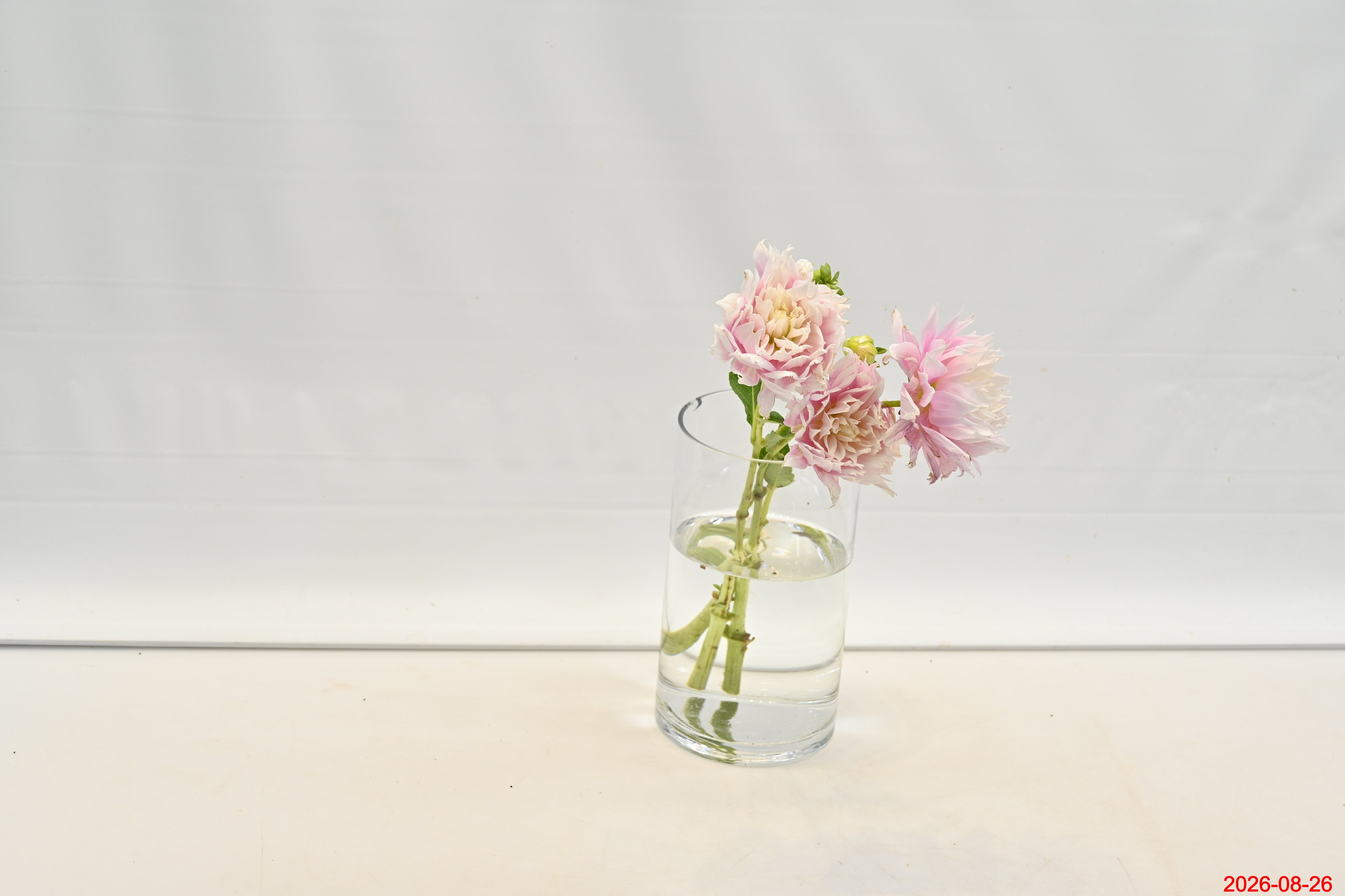 DAHLIA NOVELTY Small