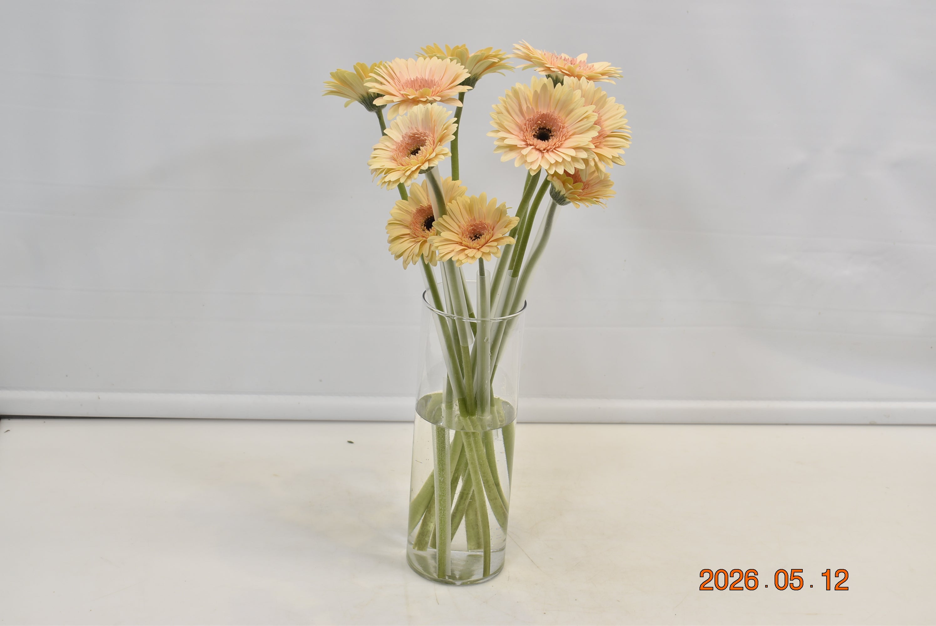 Gerbera Cafe Del Mar Small