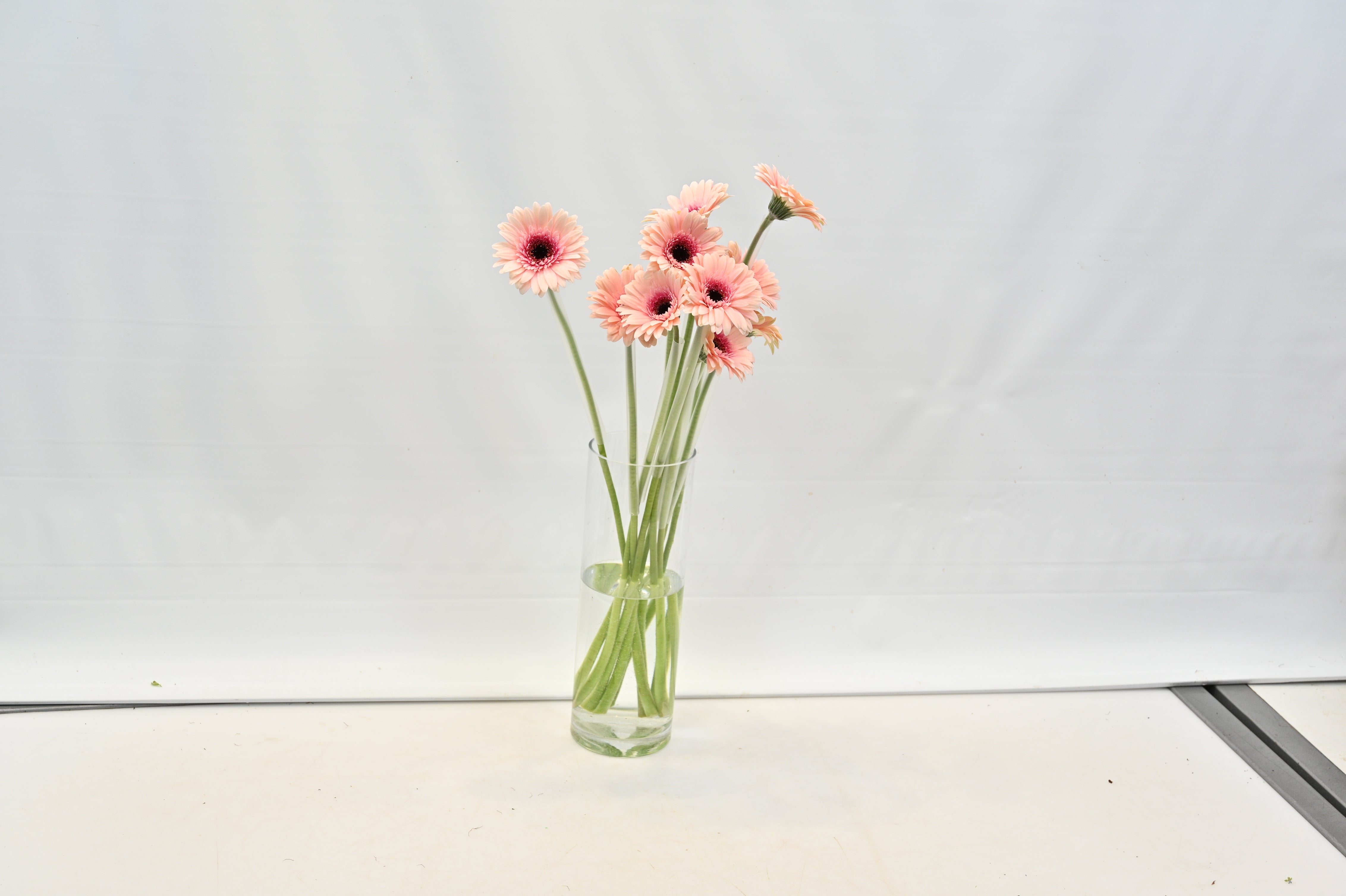GERBERA PRADA Small