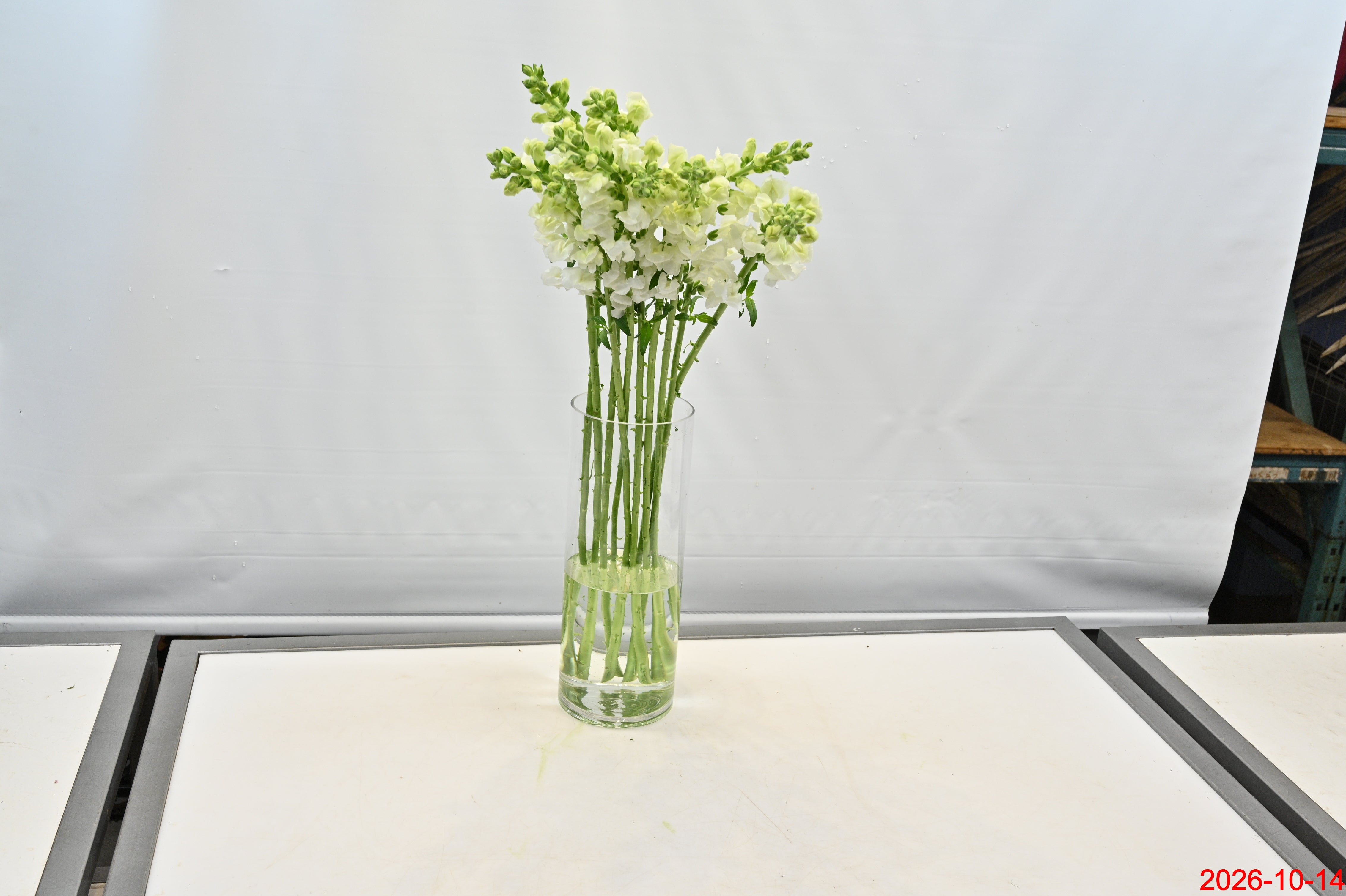 SNAPDRAGON WHITE Small