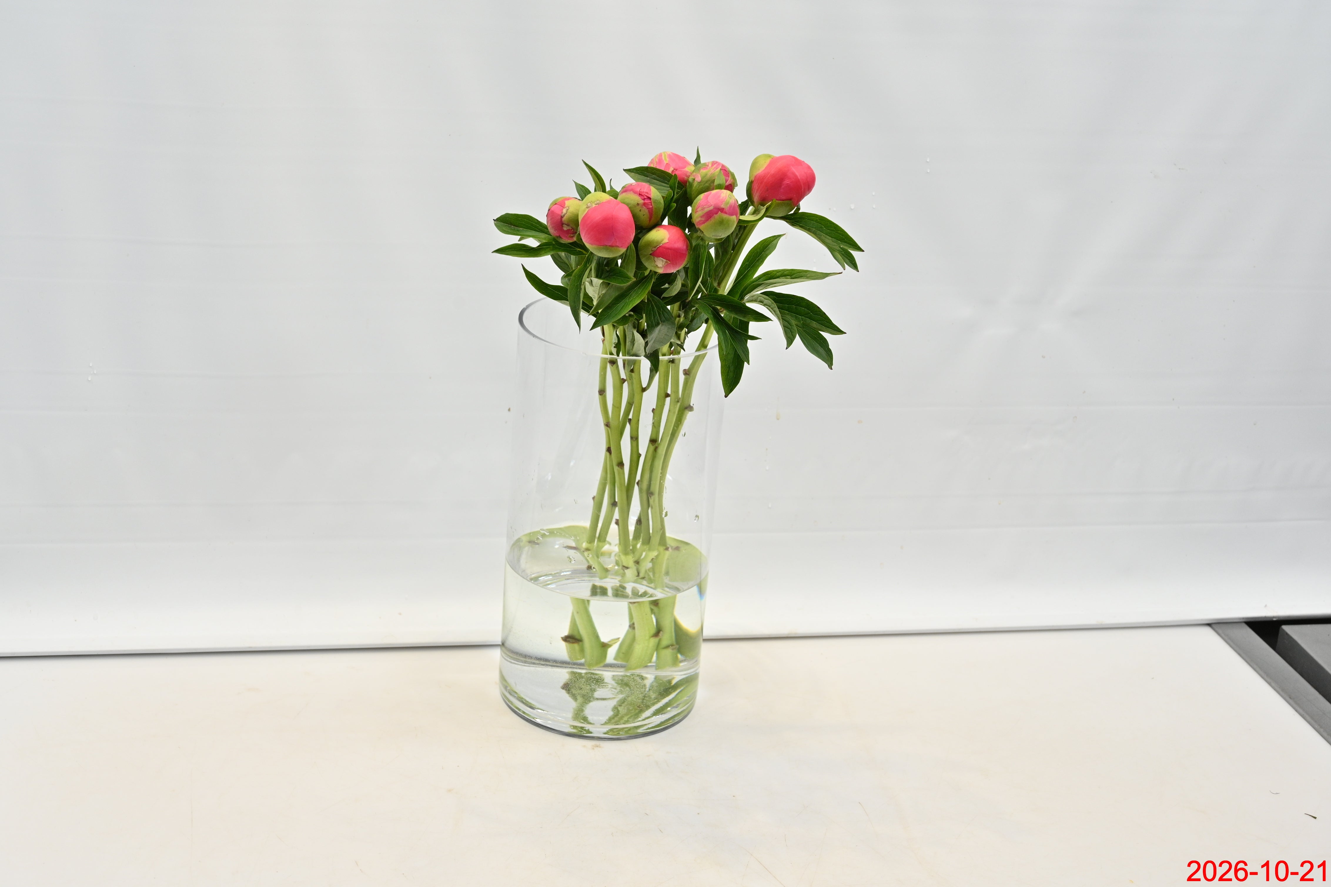 PEONY CORAL CHARM Small