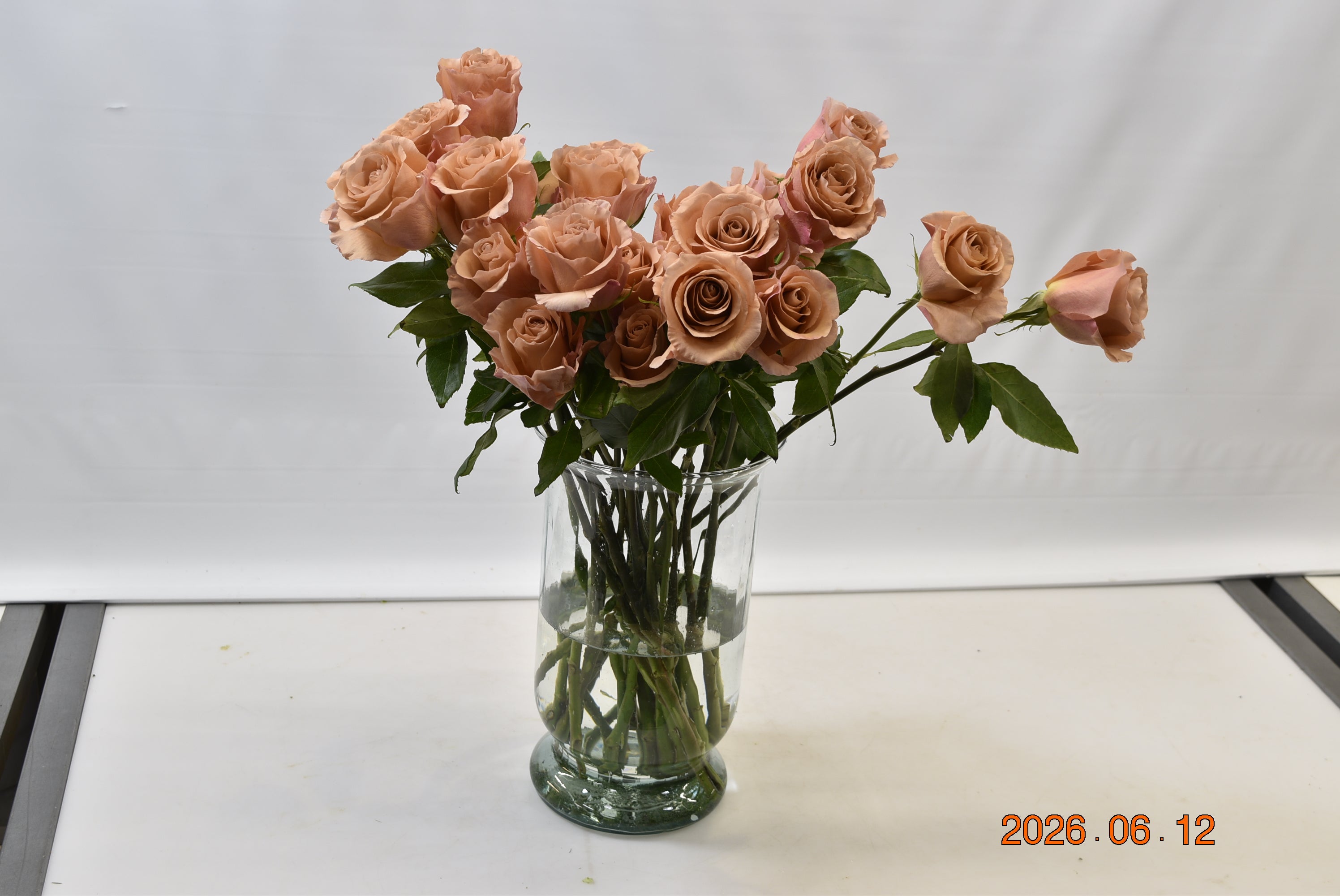 Rose Moab Small