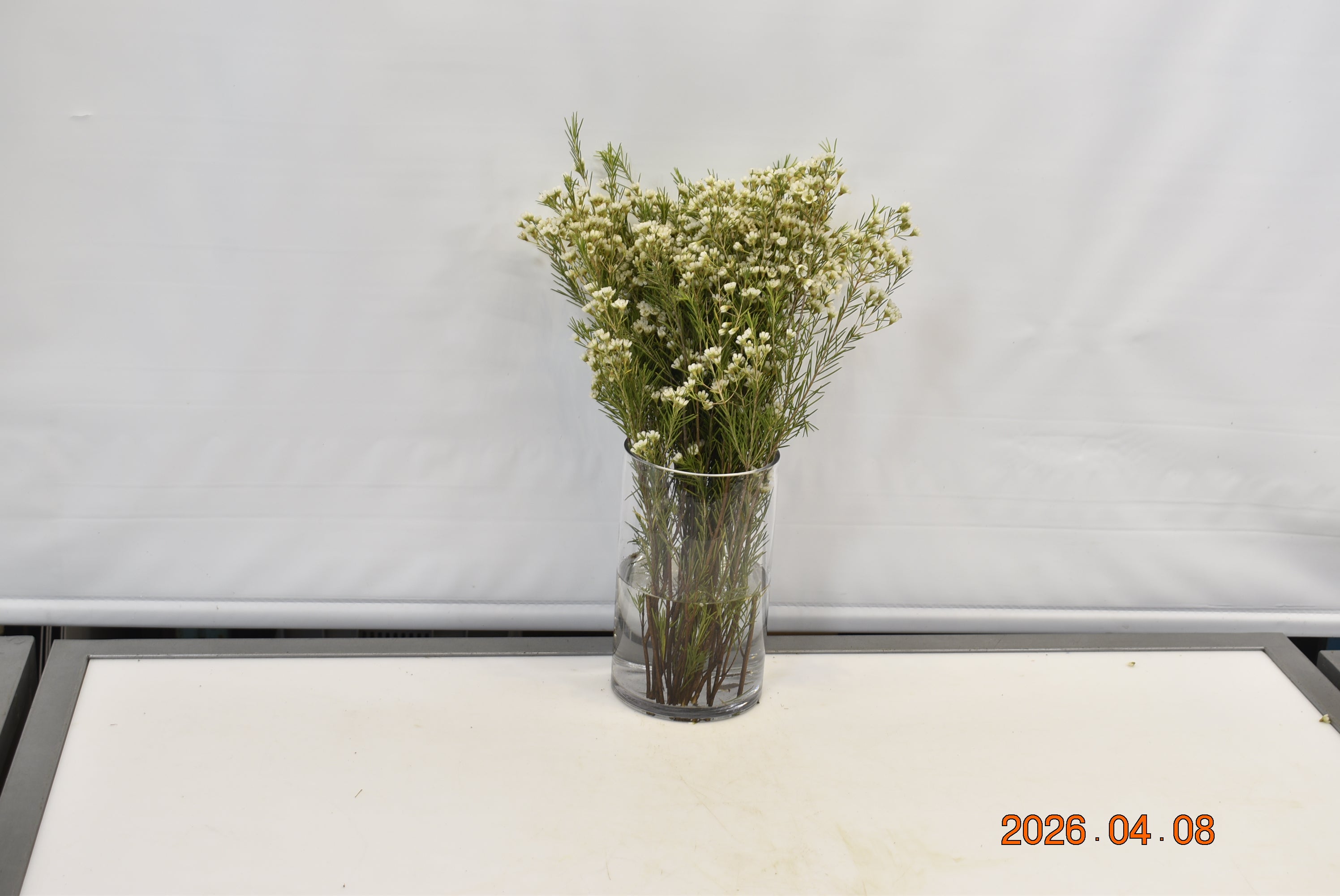 WAXFLOWER WHITE 500g Small