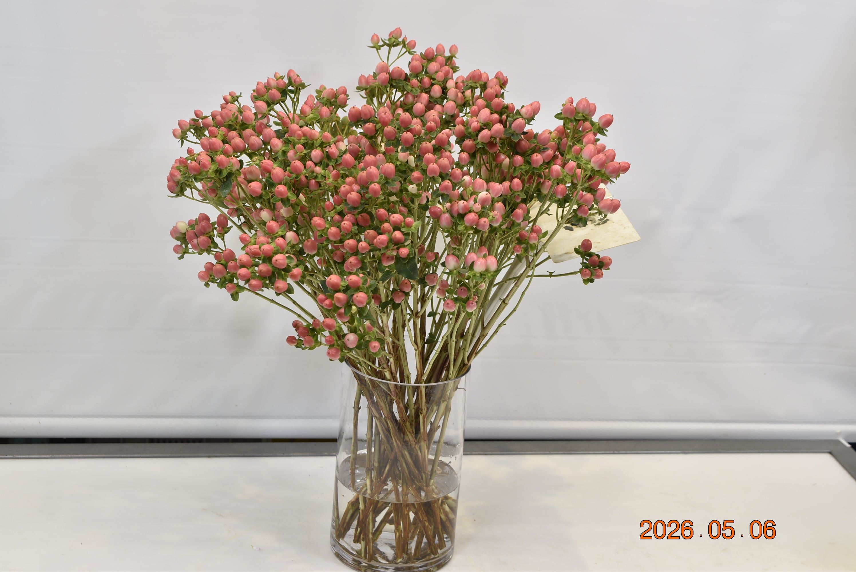 HYPERICUM SWEET ROMANCE Small