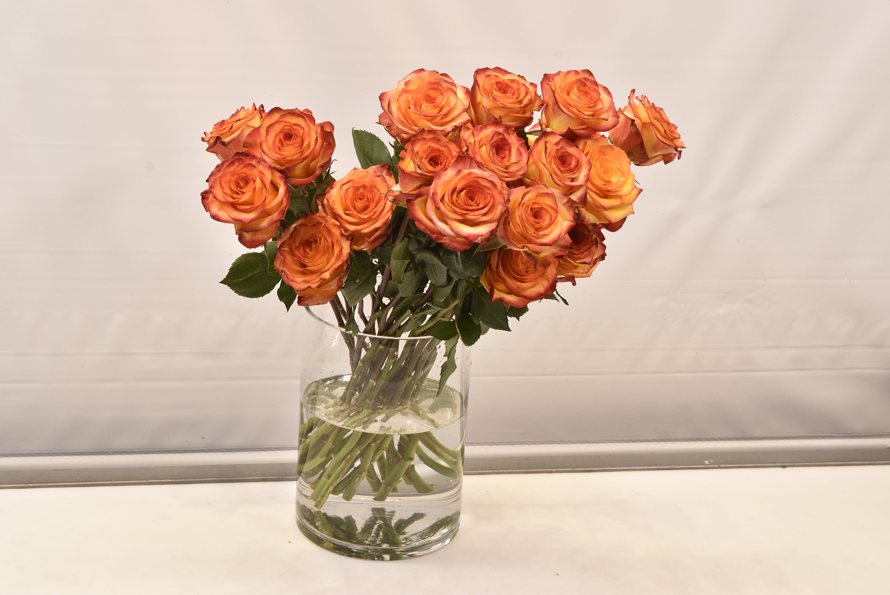ROSE HIGH & MAGIC Small
