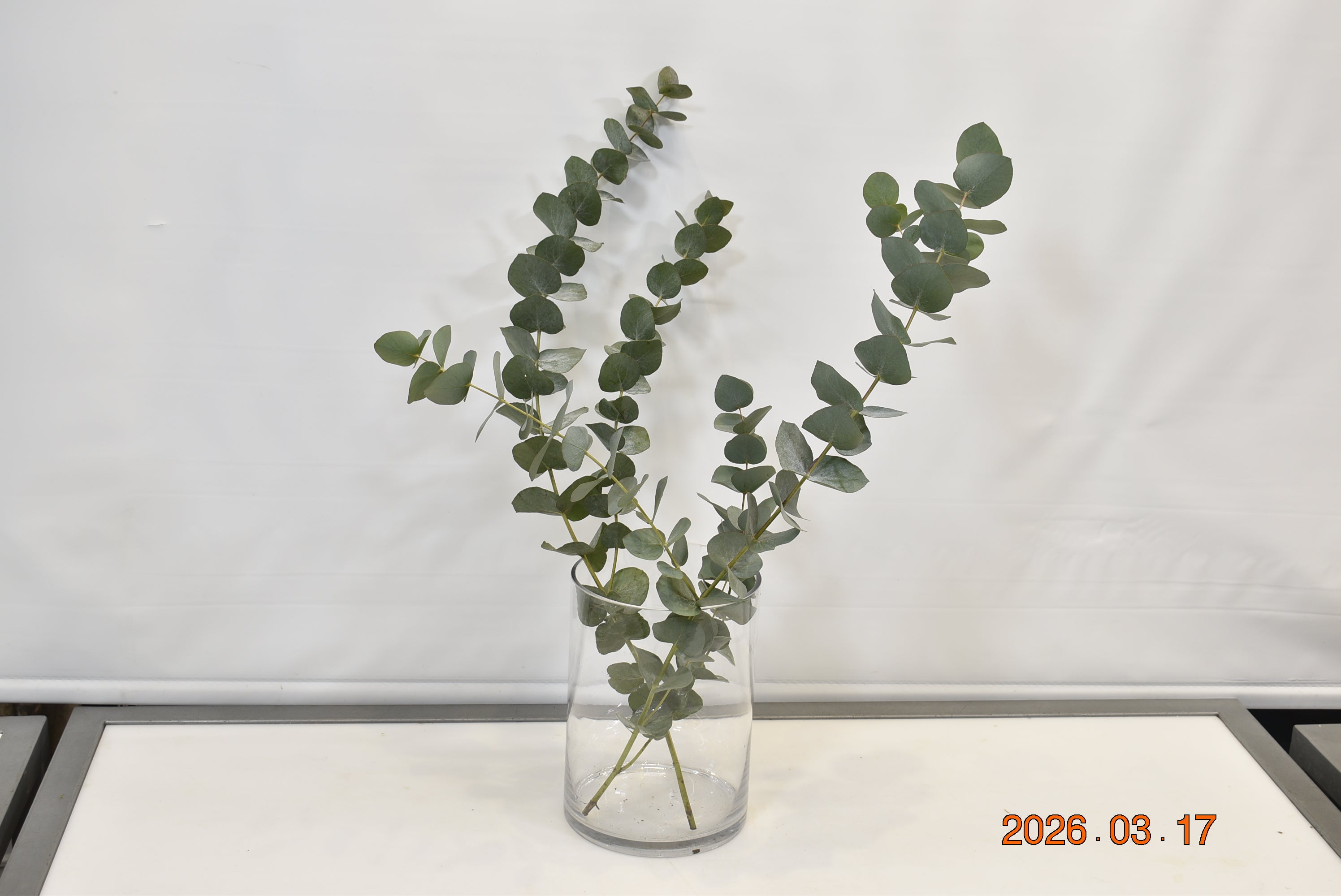 EUCALYPTUS CINEREA 300g Small
