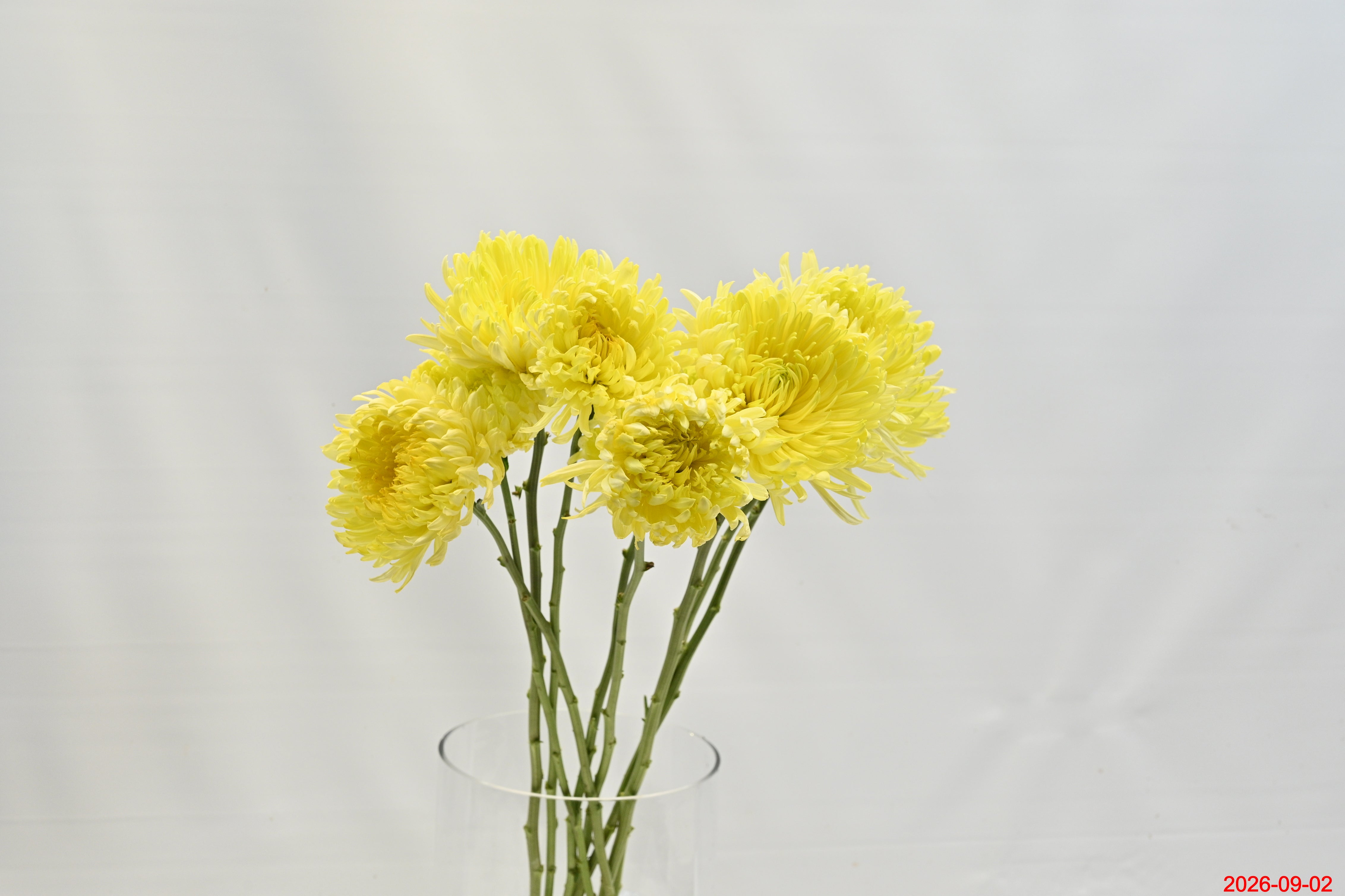 CREMONE YELLOW Small