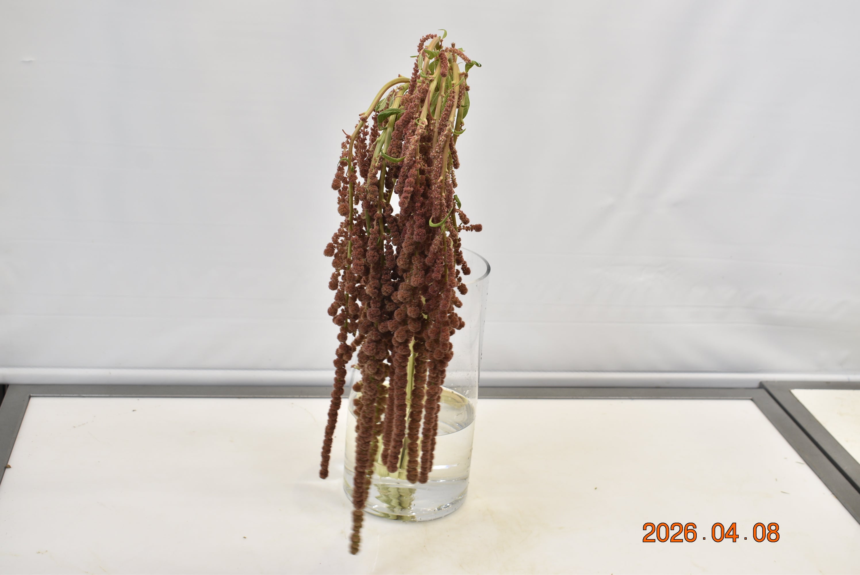 Amaranthus Dick W Manon Small