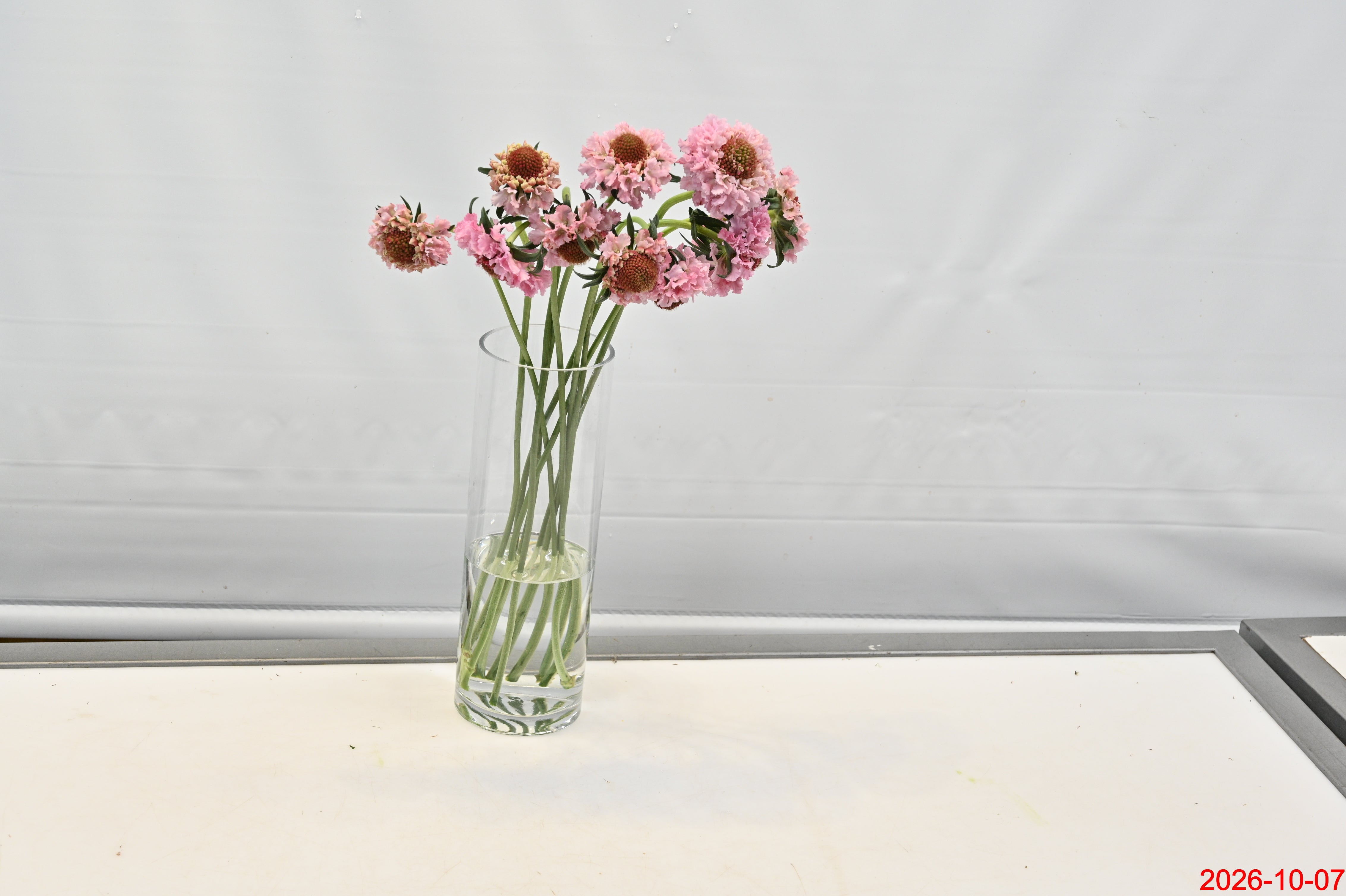 Scabiosa Popsicle Scoop Small