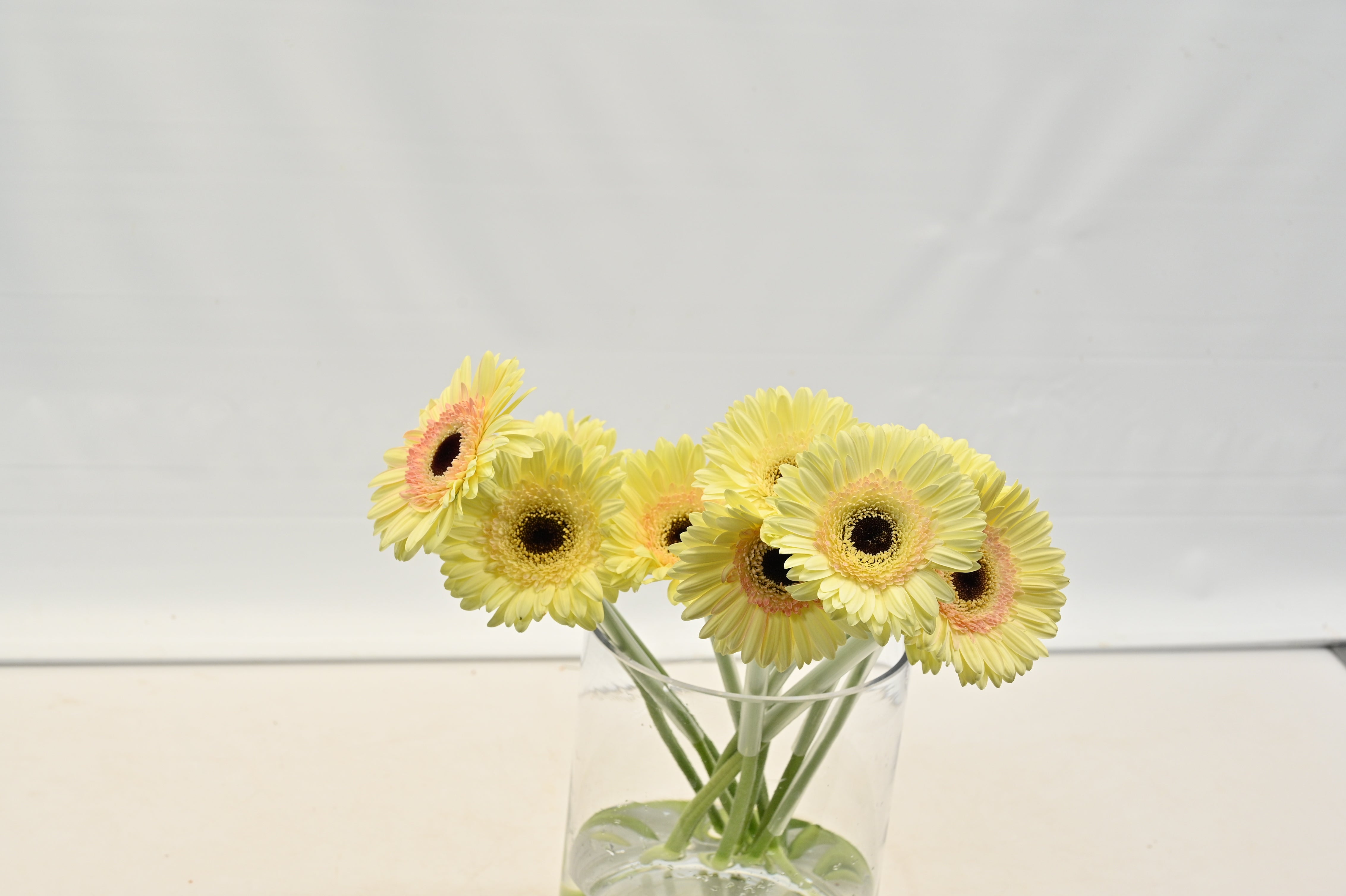 GERBERA CARTIZZE Small