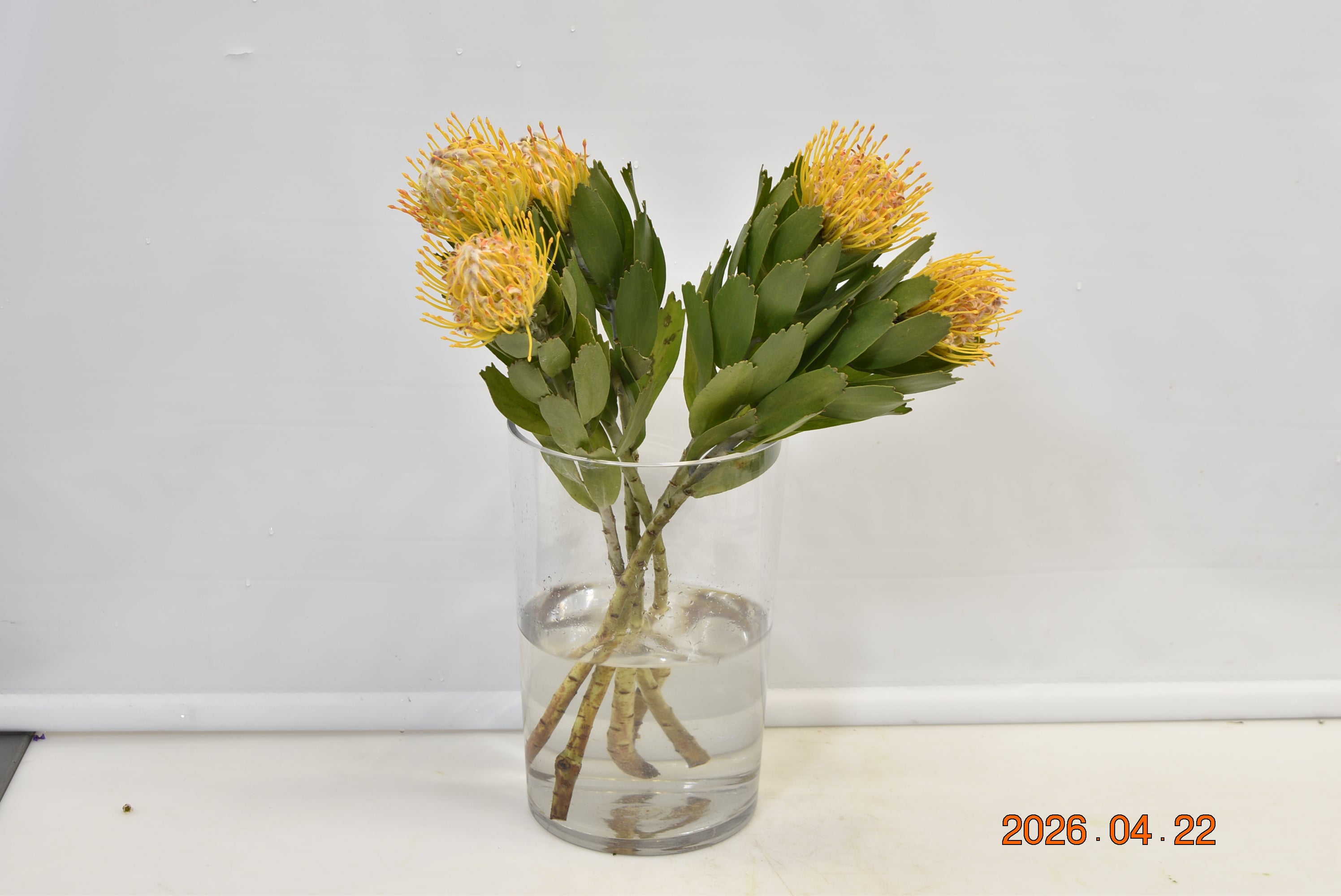PINCUSHION SOLEIL Small