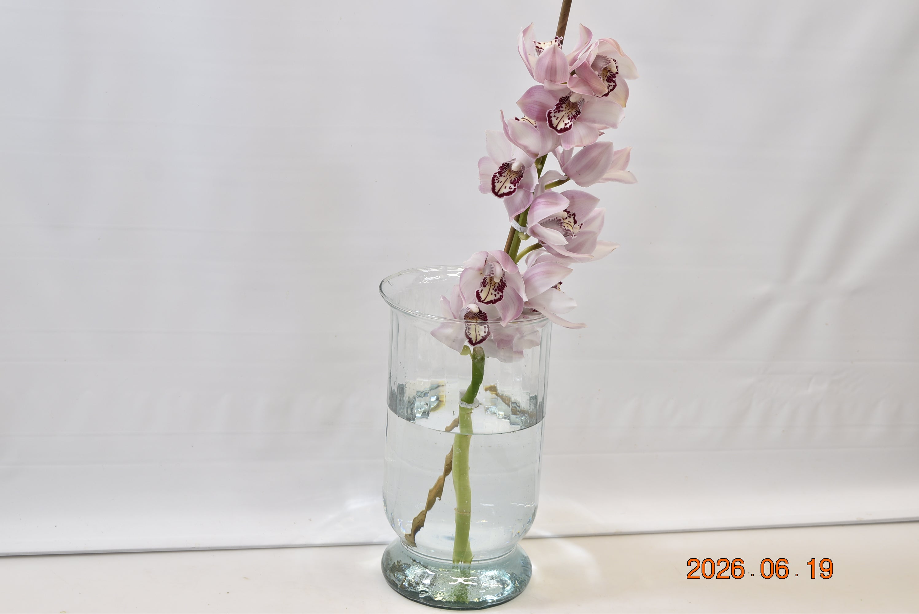 CYMBIDIUM PINK PER BLOOM Small
