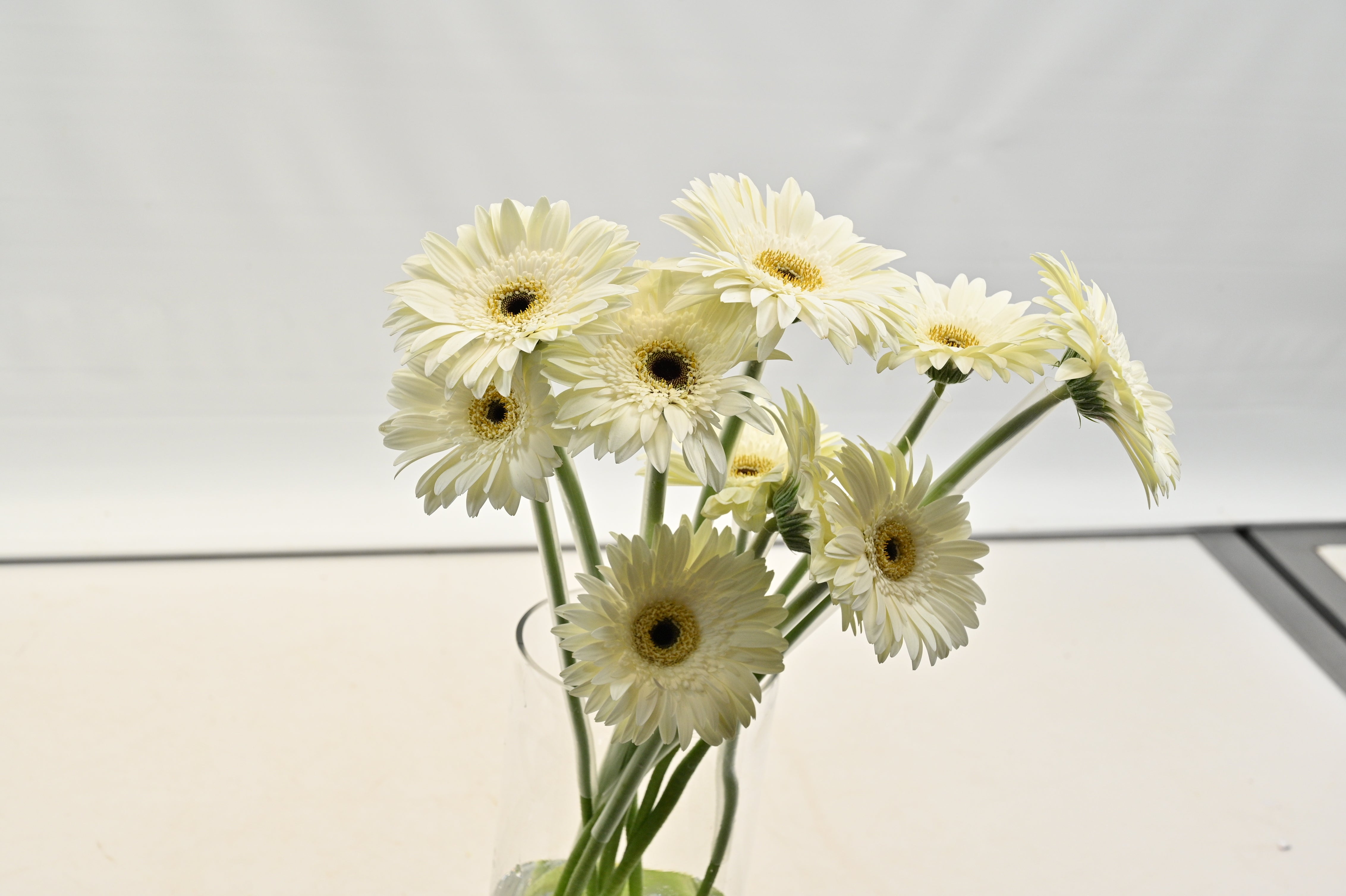 Gerbera Pur Impact Small