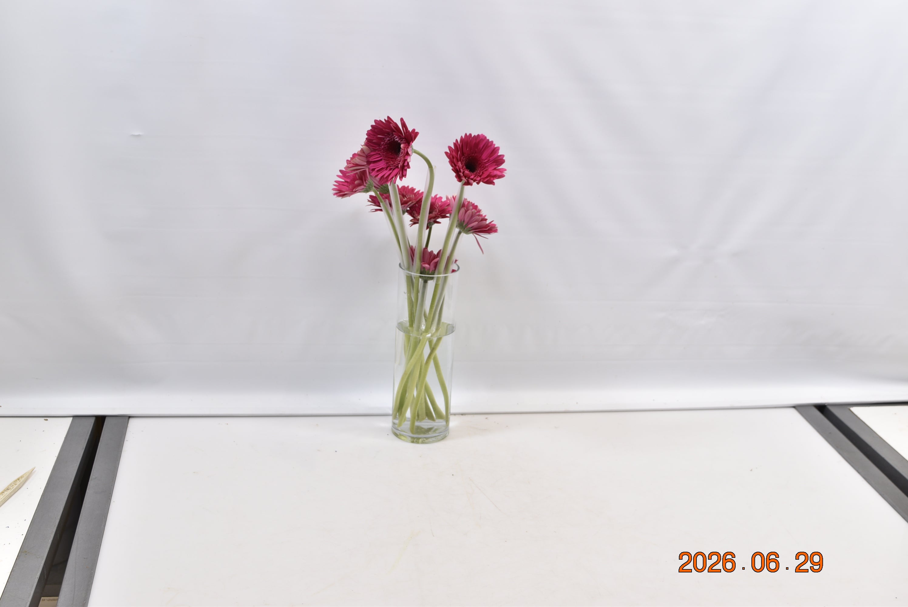 GERBERA ARCADE Small