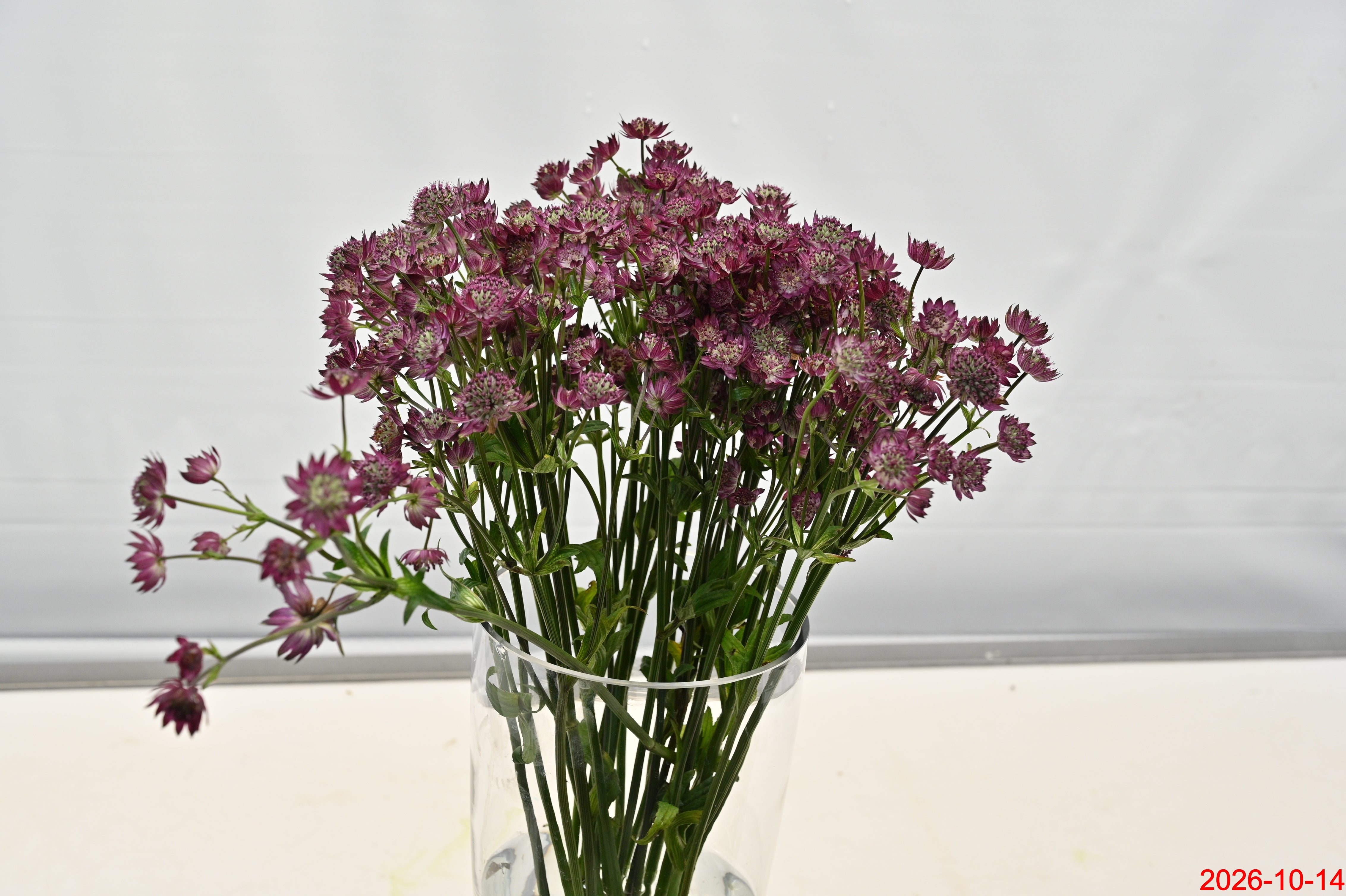 ASTRANTIA STAR OF LOVE Small
