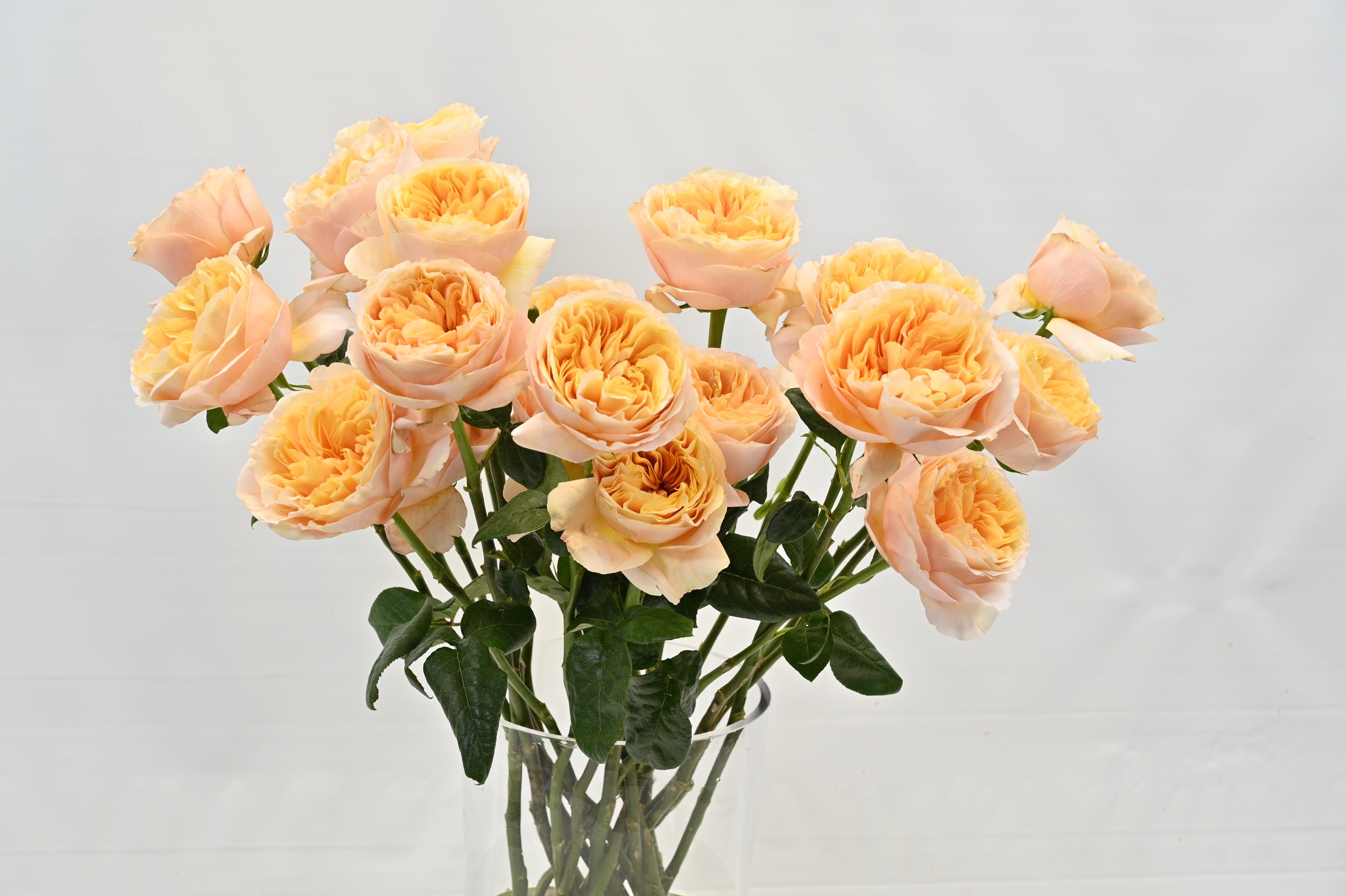 Rose Juicy Xpression Small